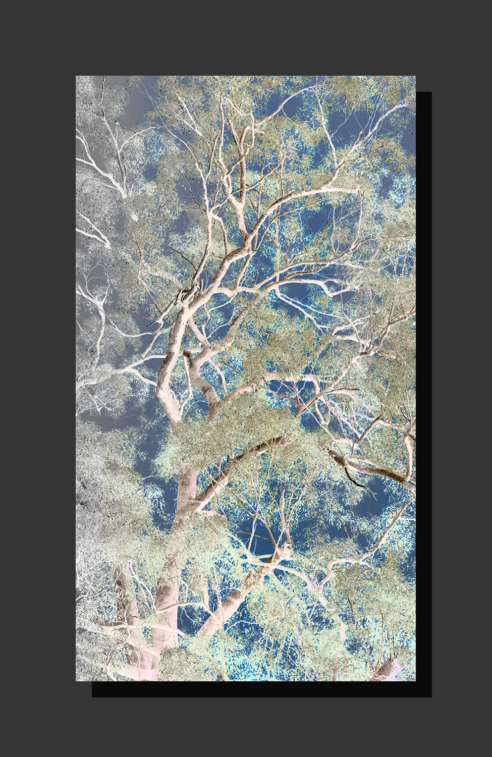 Gum Tree