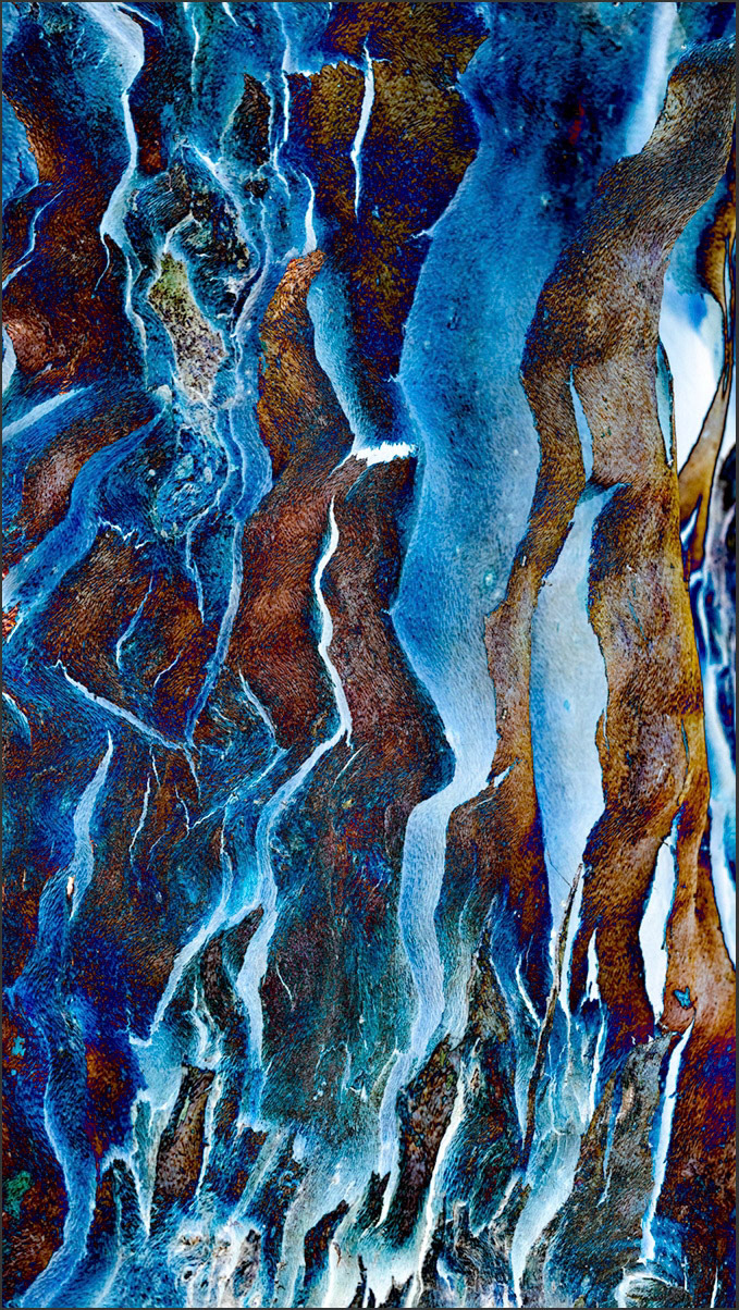 Shedding Tree No. 14