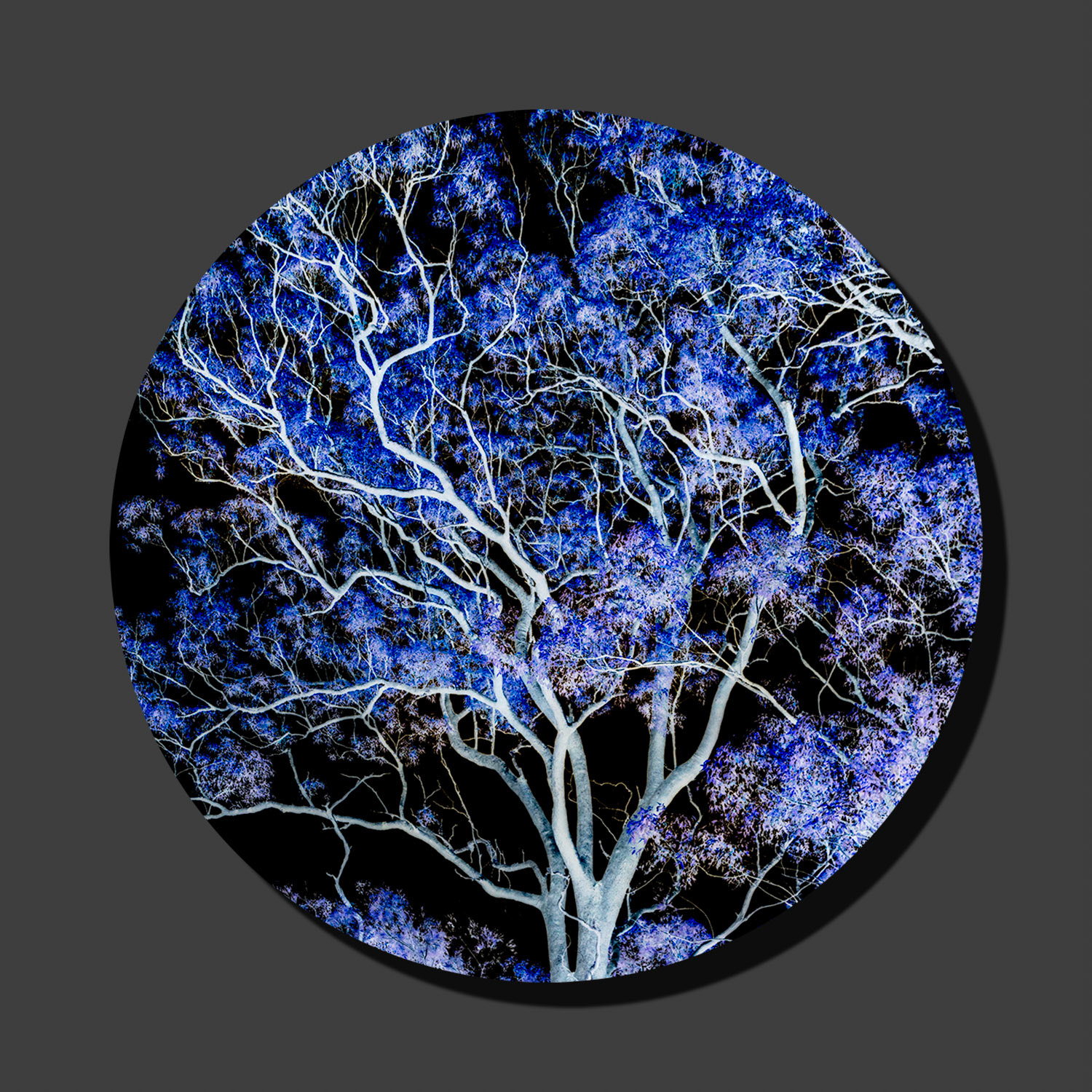 Purple Tree