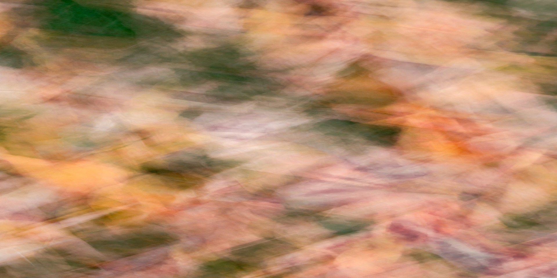 Fallen Leaves