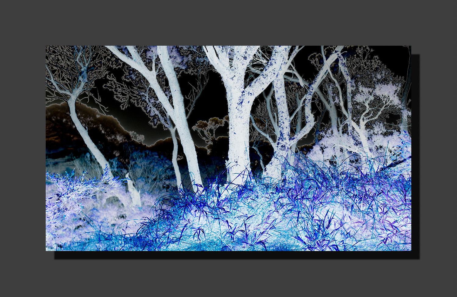 Haunted Forest