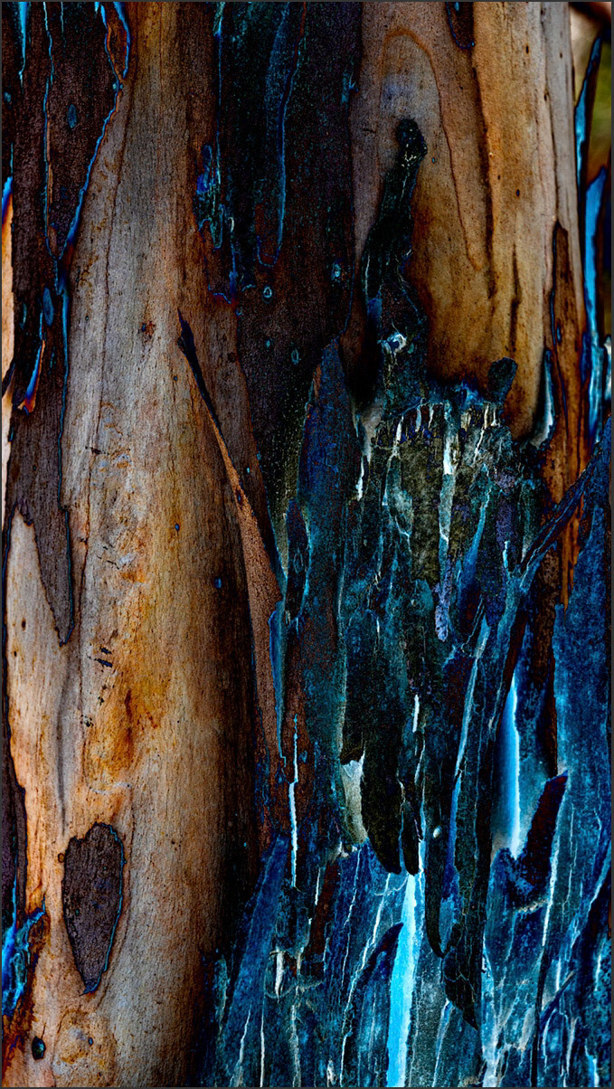 Shedding Tree No. 17