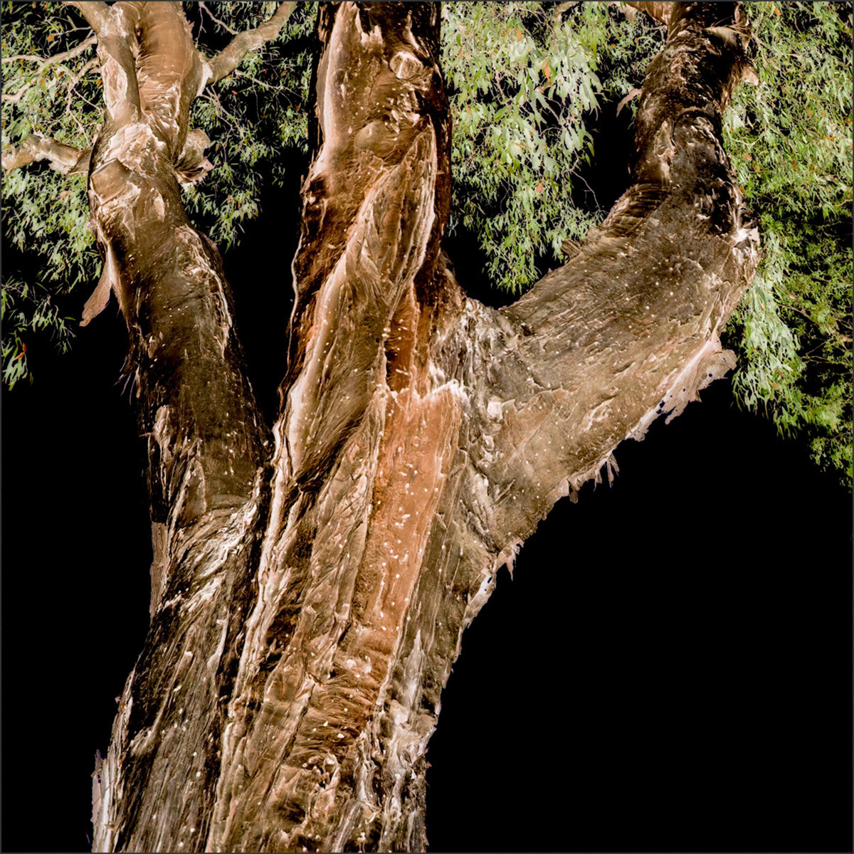 Tree on Black