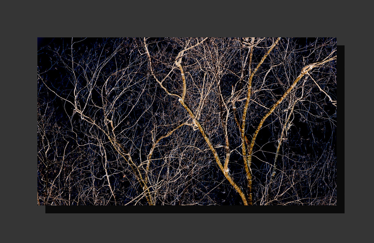 Wintery Tree