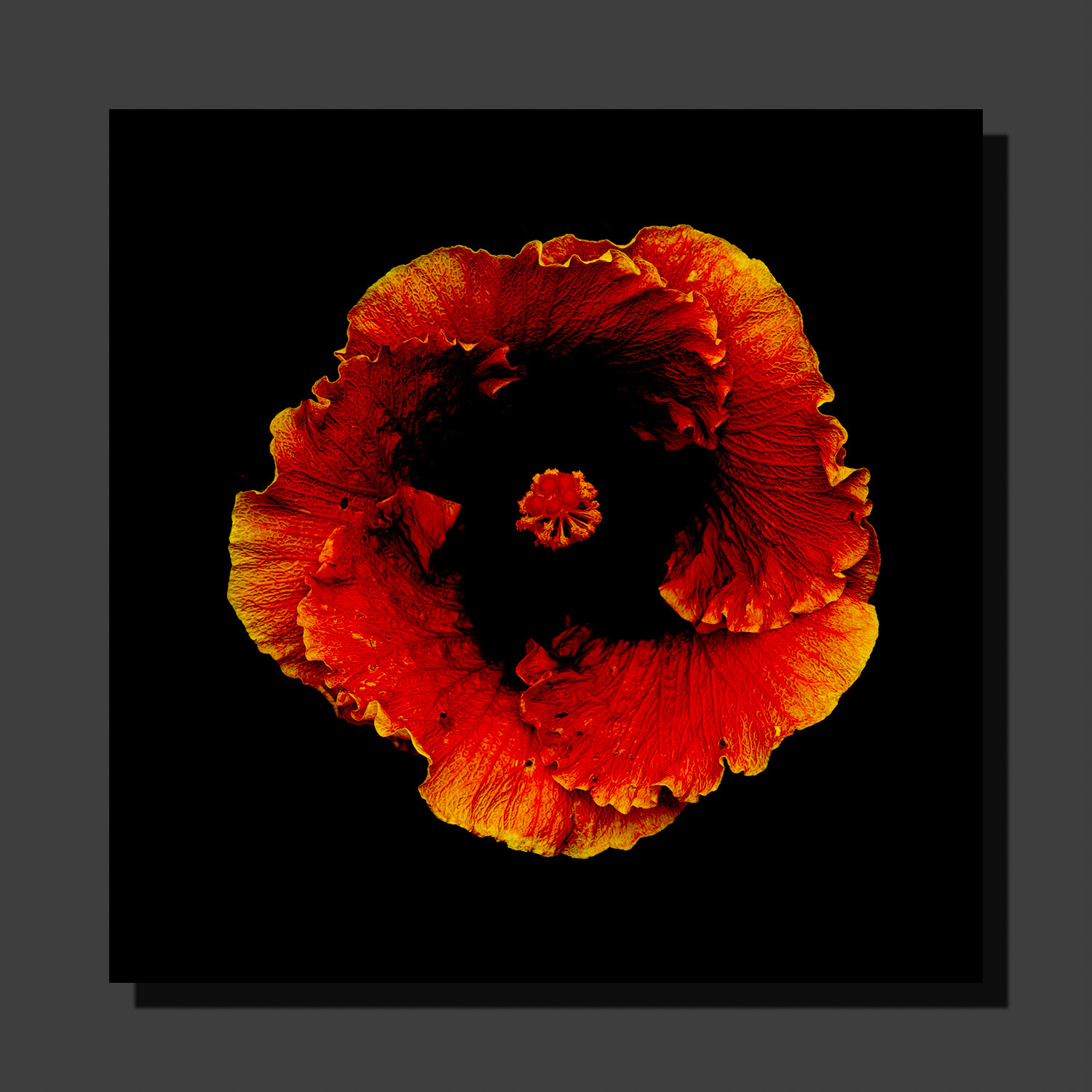 Flower on Black