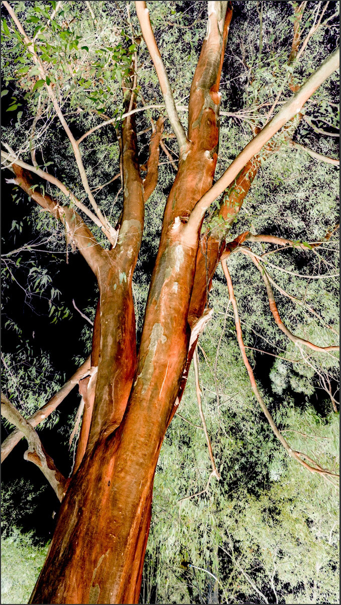 Orange Bark