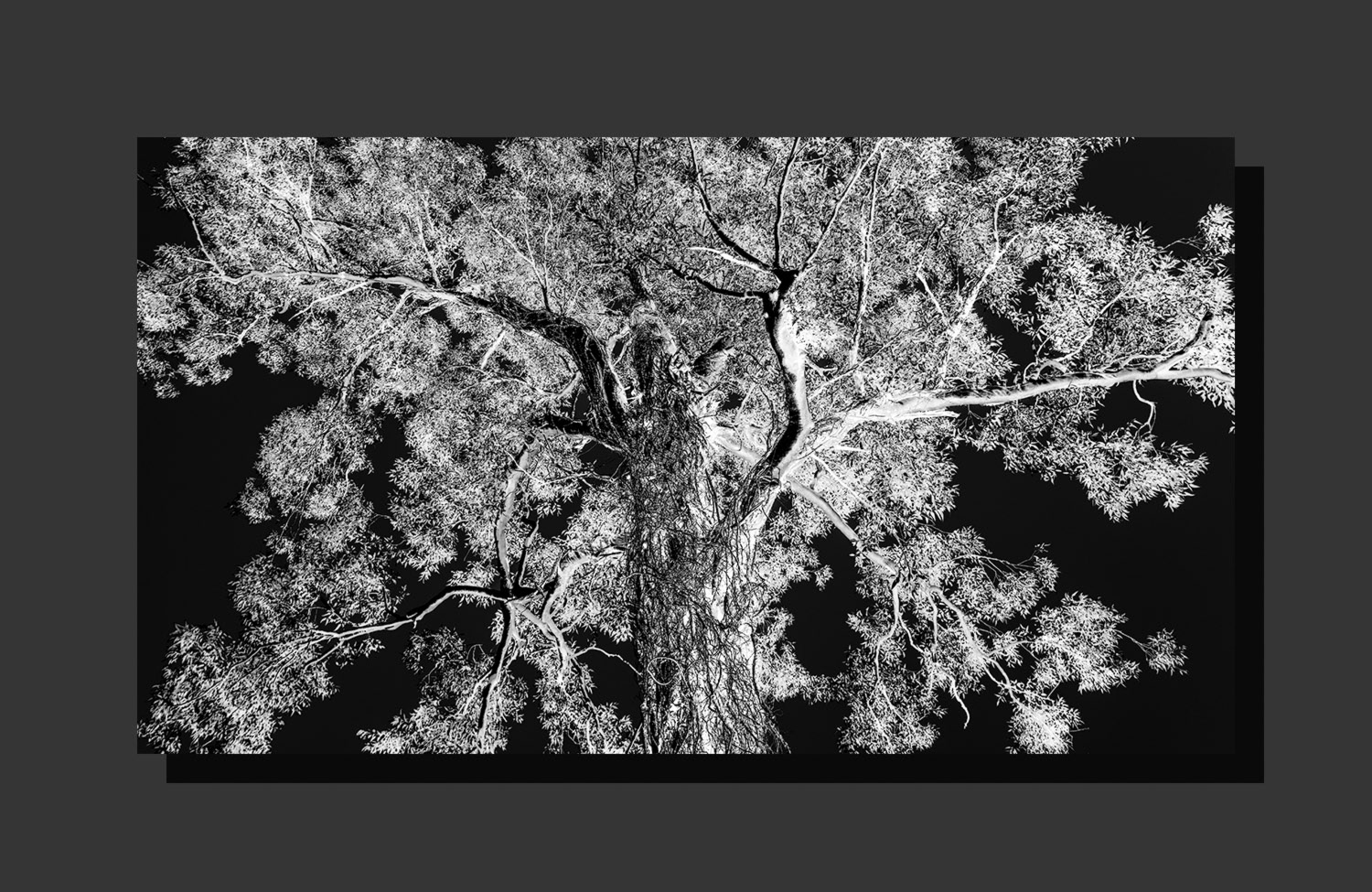 Tree and Vine