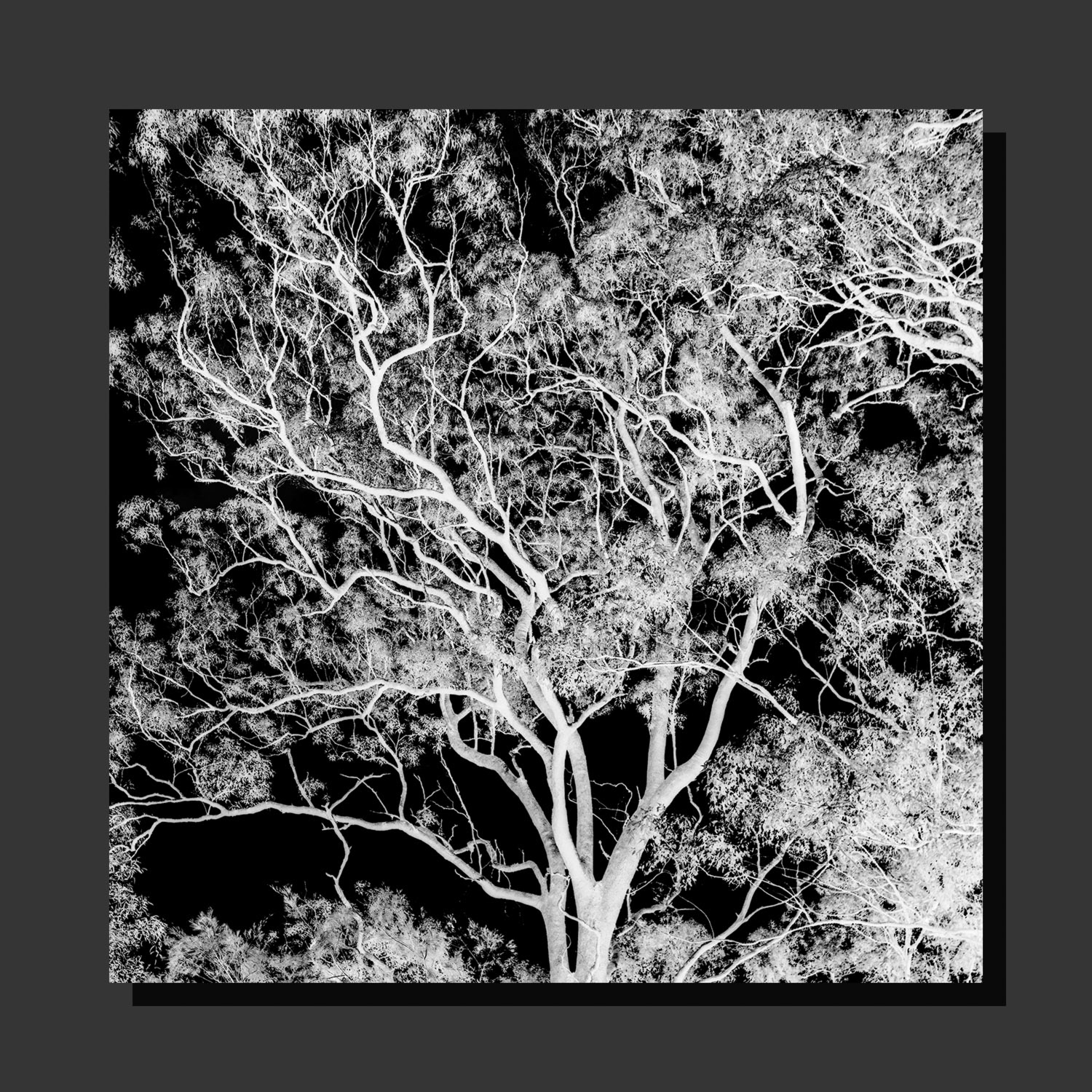 A Gum Tree