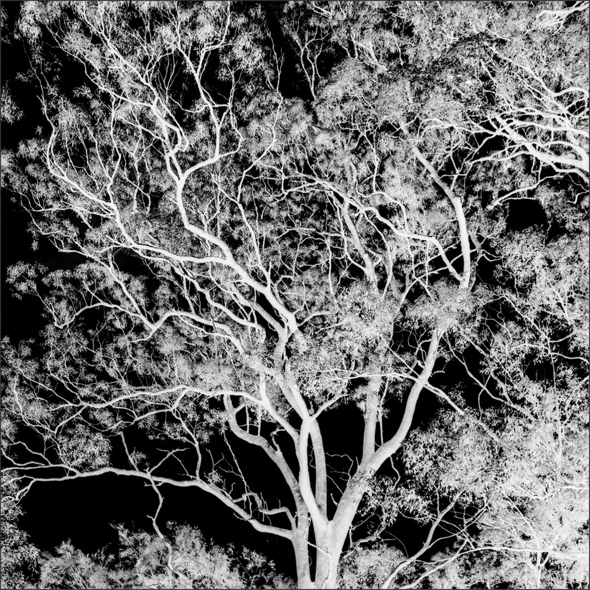 A Gum Tree