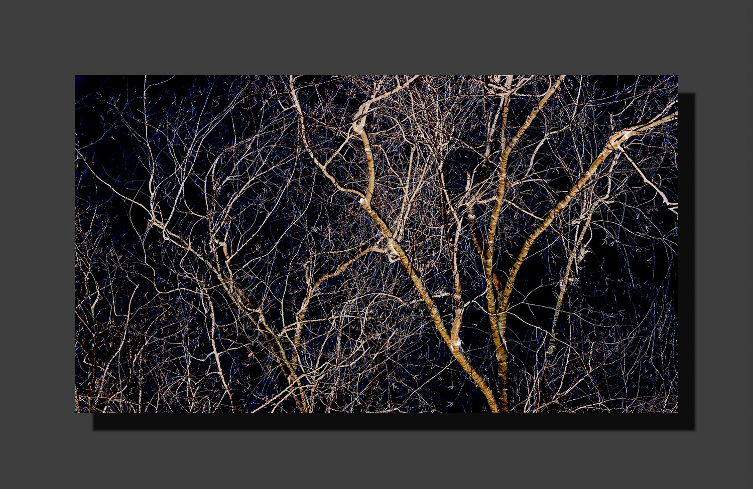 Wintry Tree