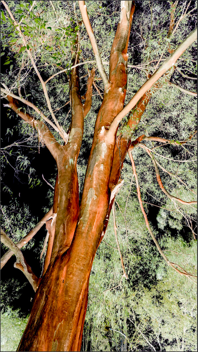 Orange Bark