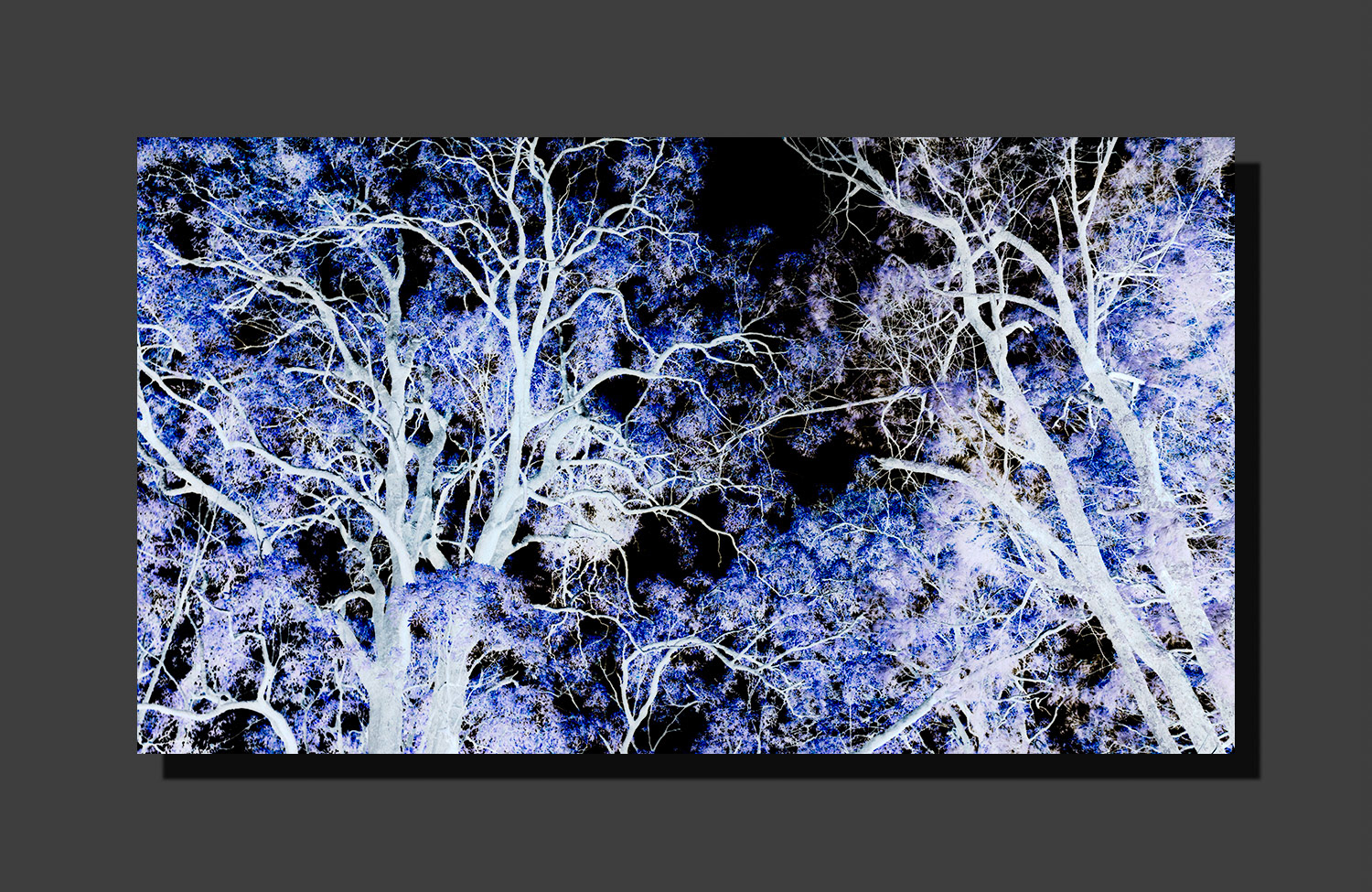 Blue Gum
