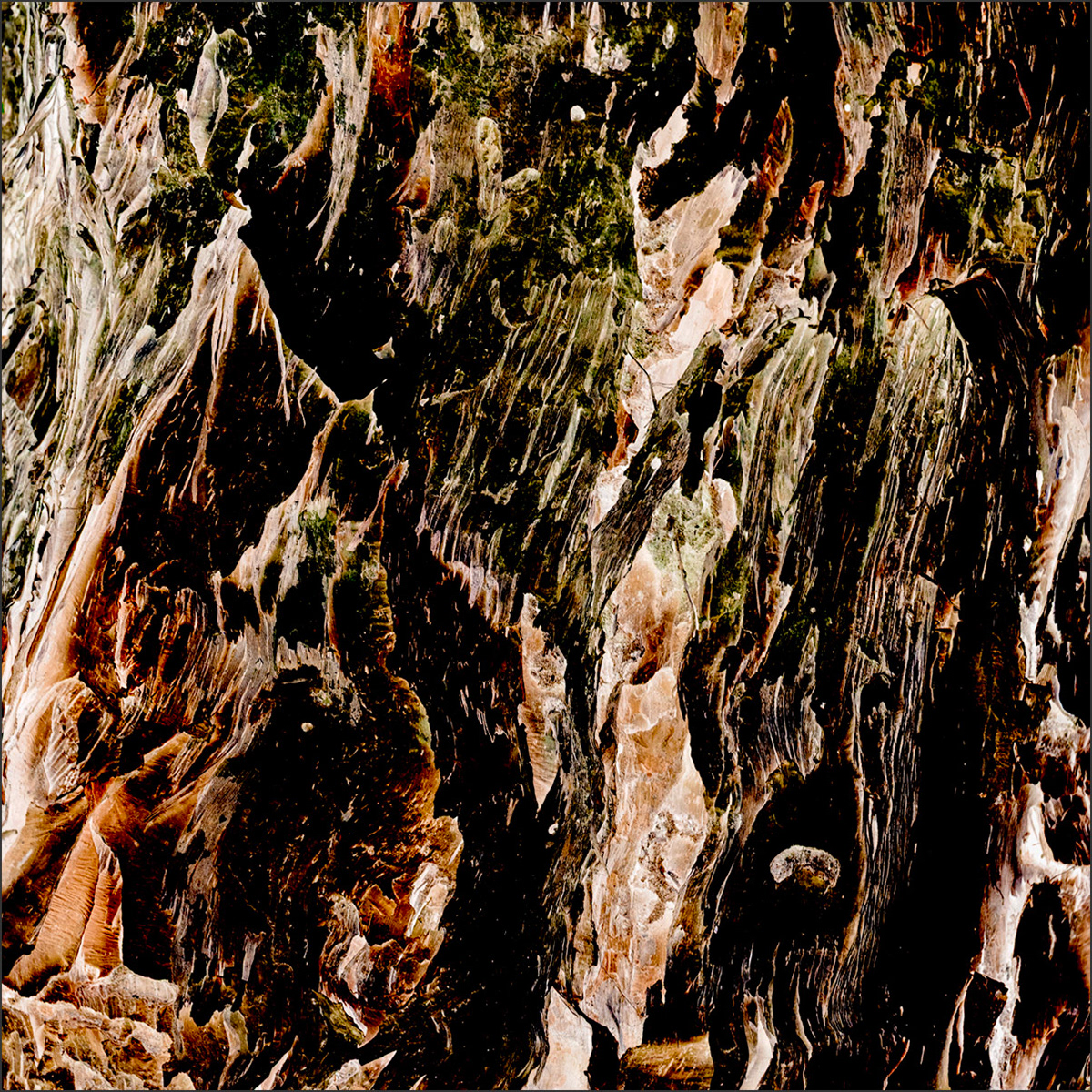 Shedding Tree No. 12