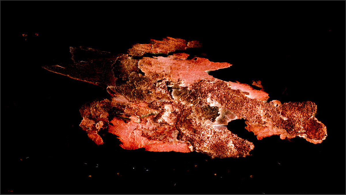 Shedding Tree No. 10