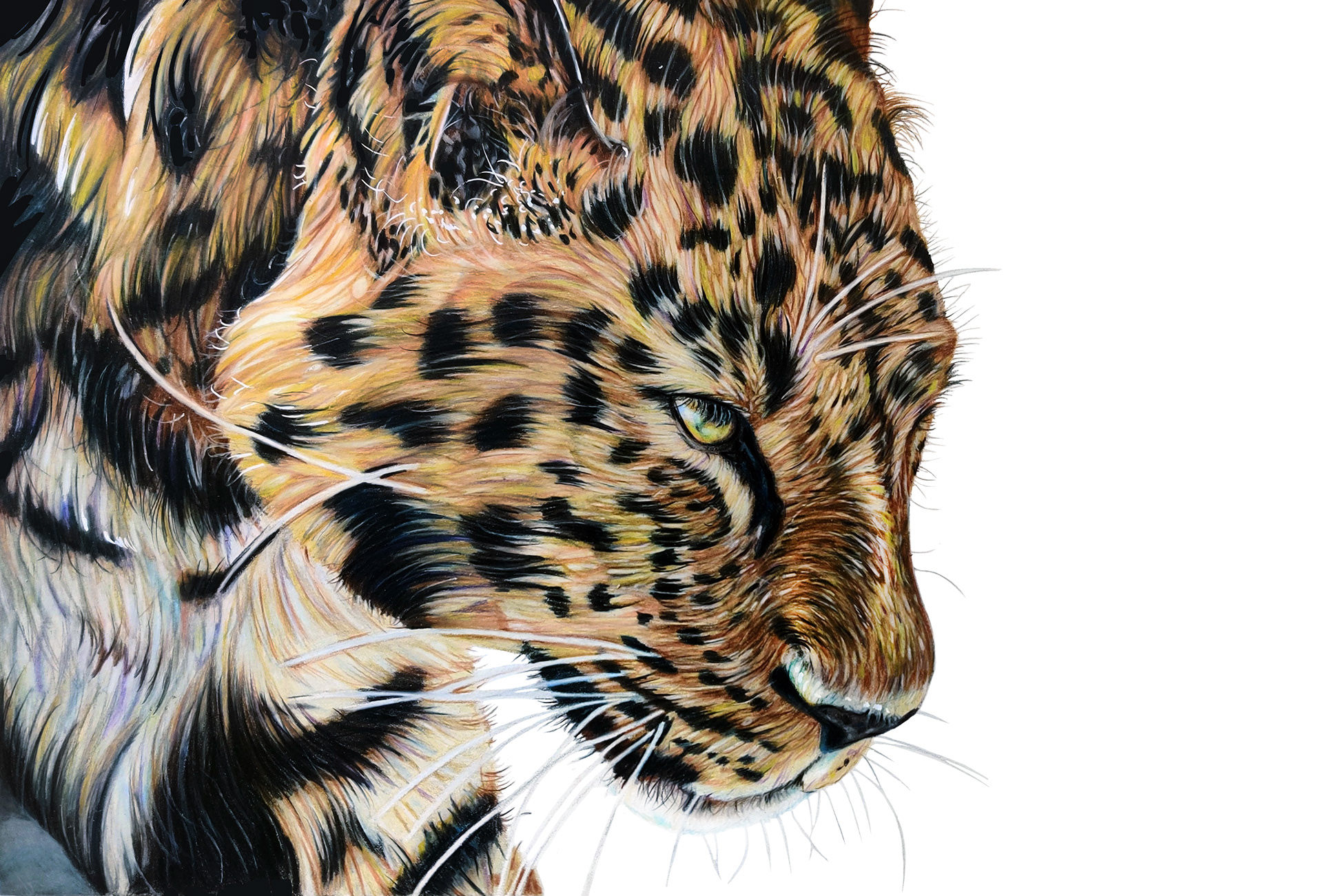 30x42cm Original drawing €210,-