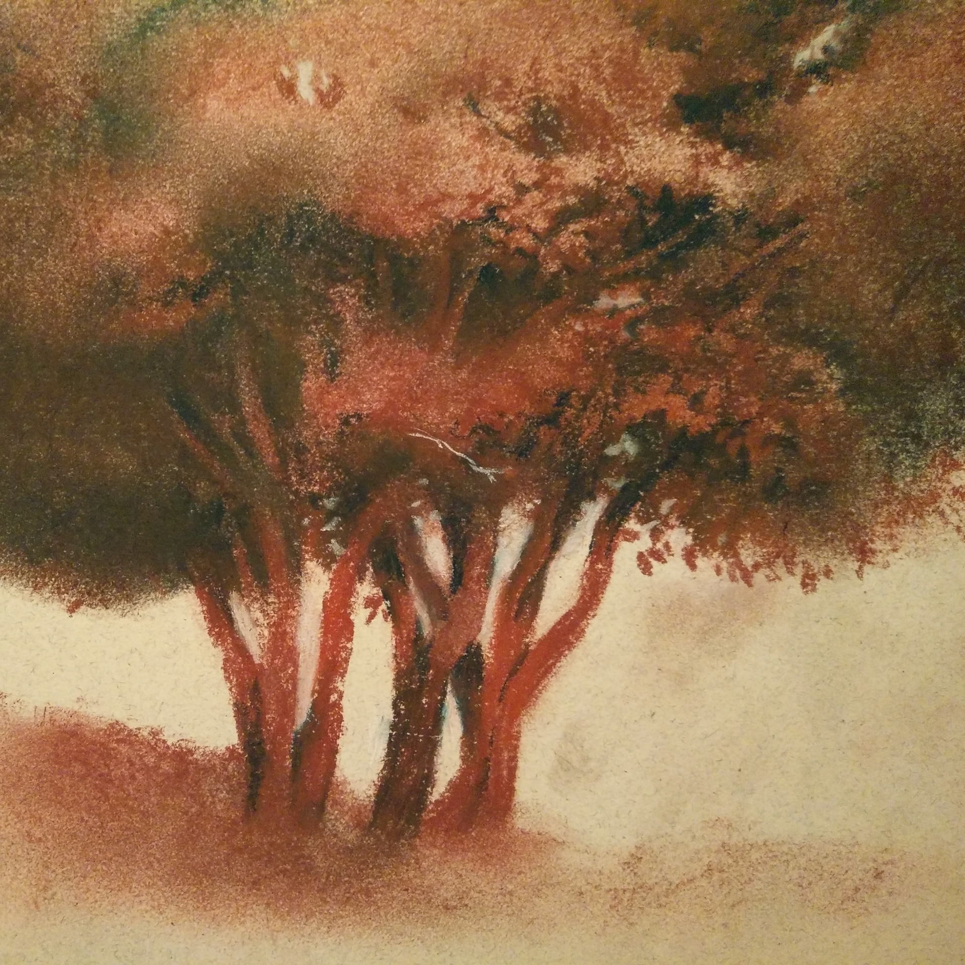 Trees of my Neighborhood