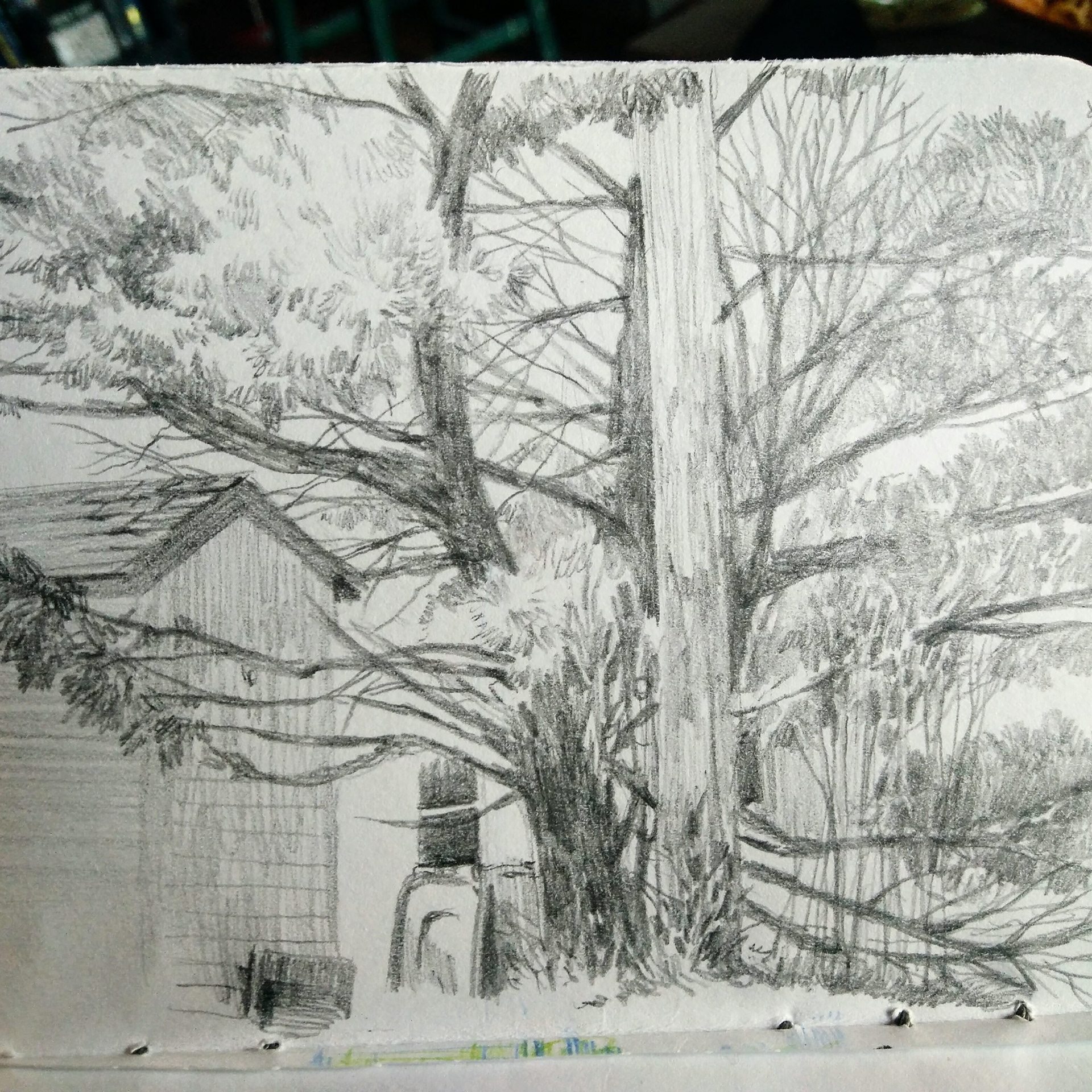Trees of my Neighborhood