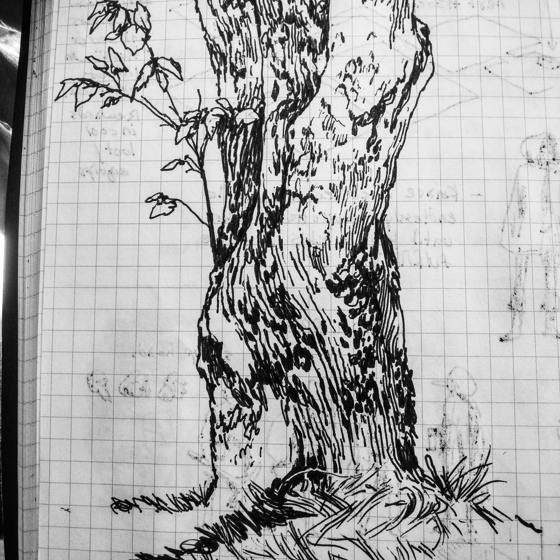 Trees of my Neighborhood