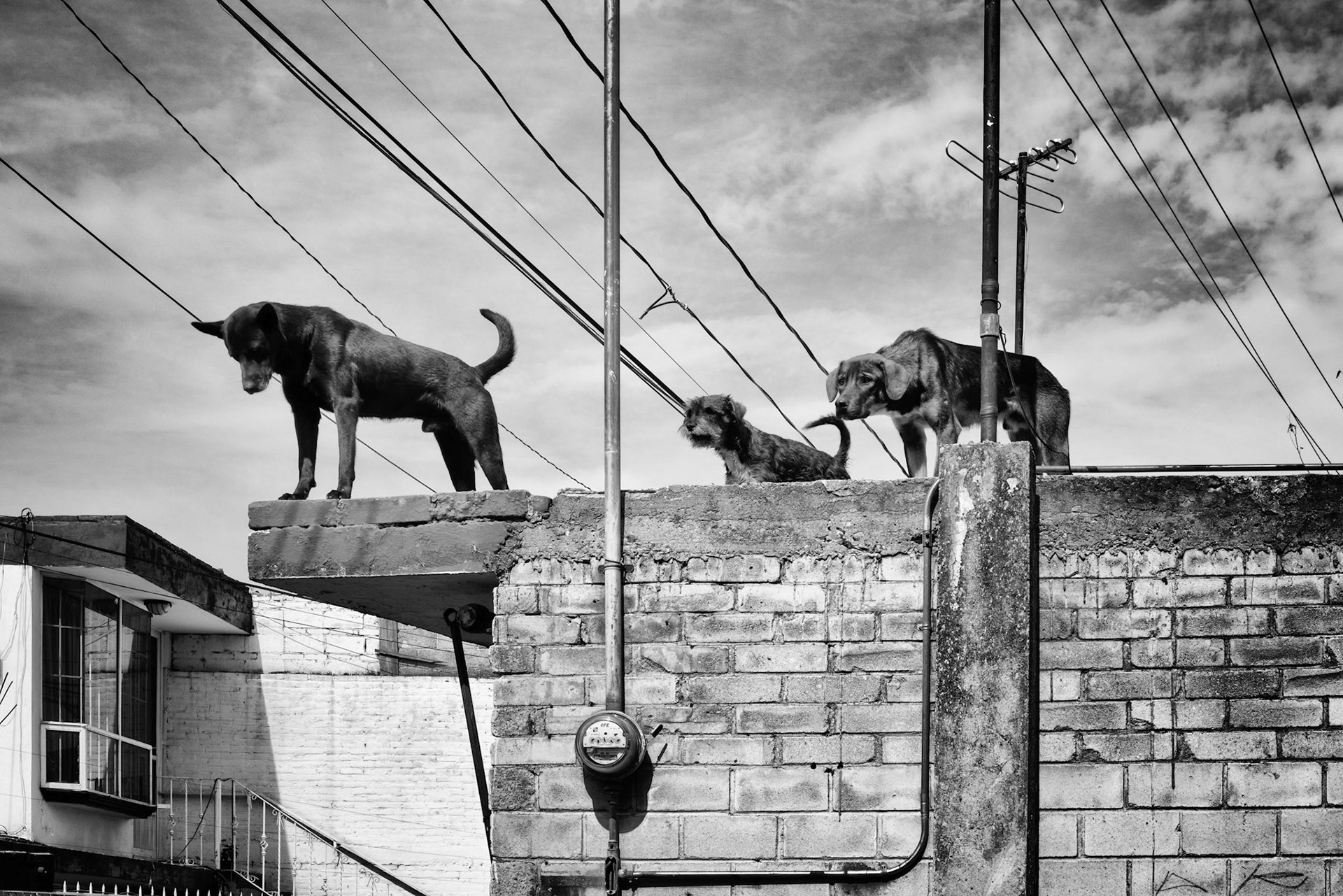 The Watchers /Los Vigilantes