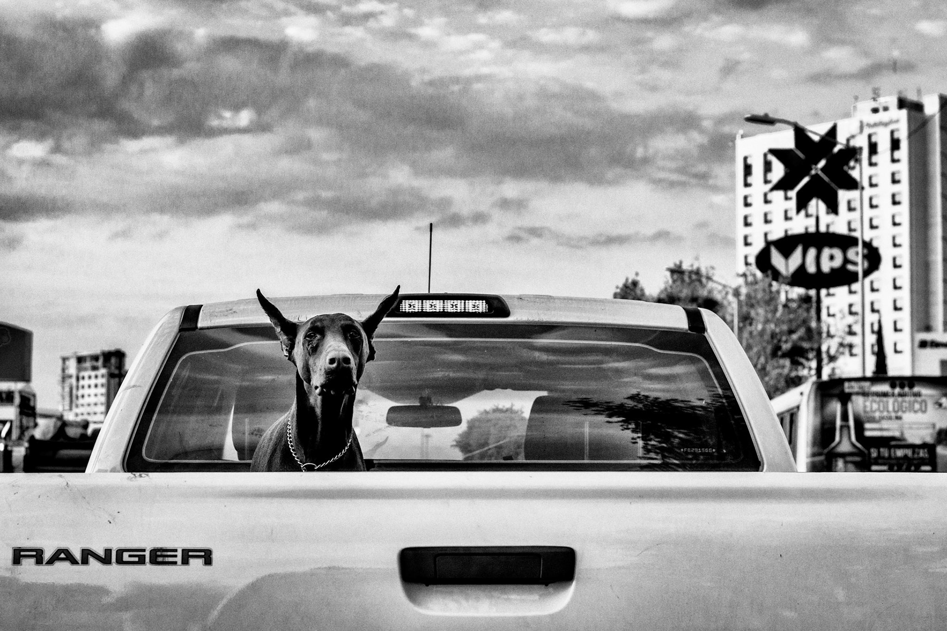 On my way home I ran into this beautiful doberman dog with pointy ears, we looked at each other and said hello.
