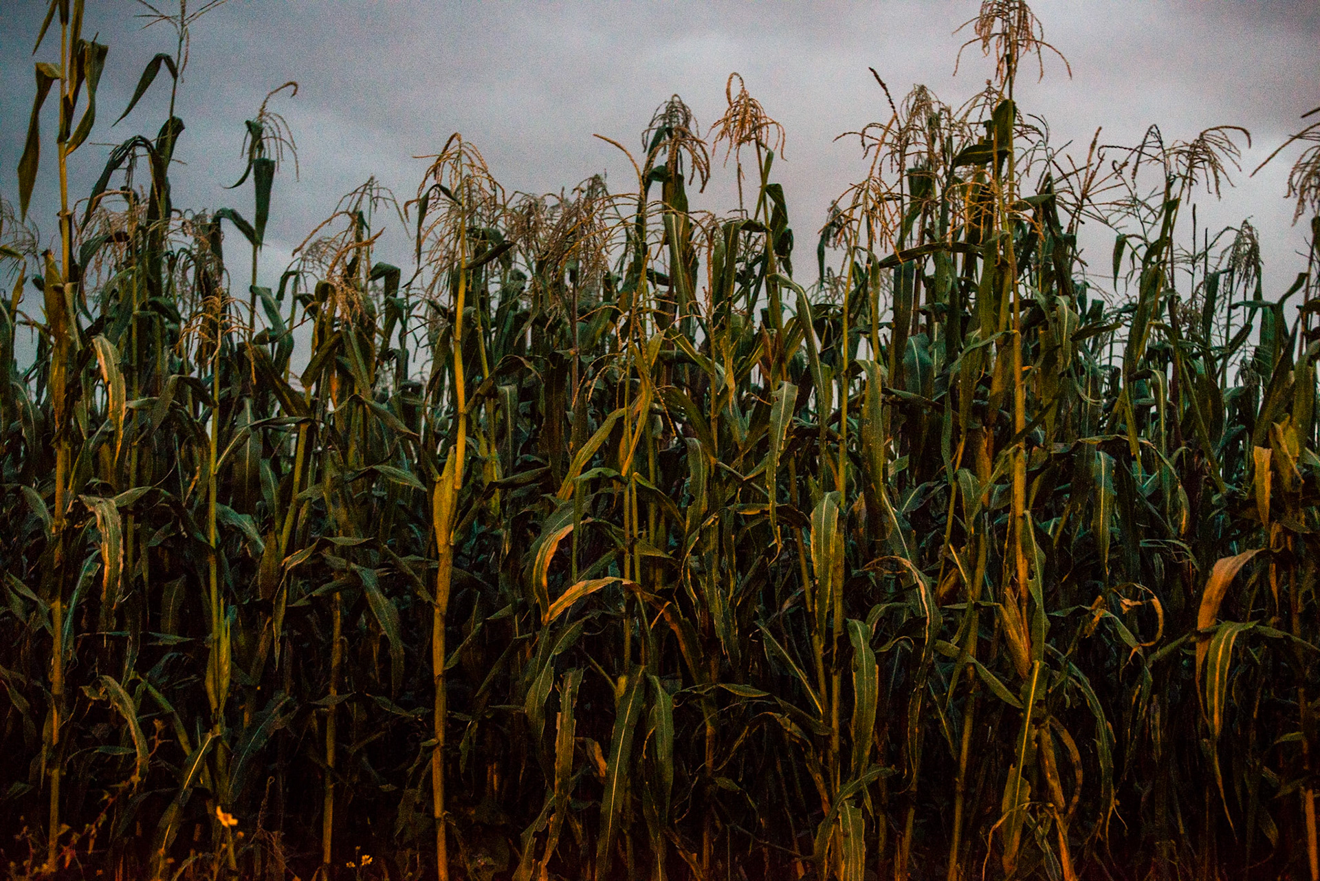 Corn Field