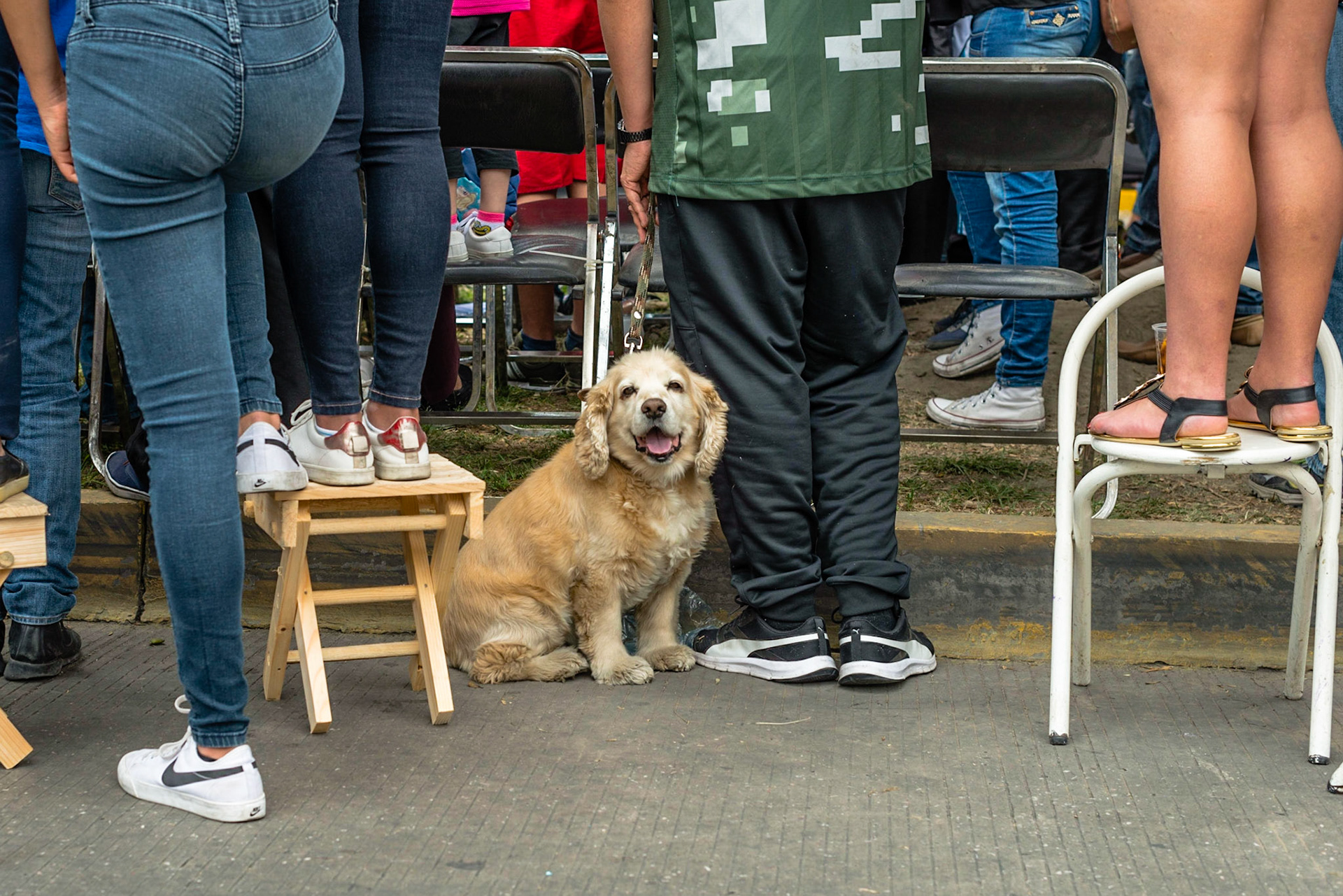 Gordon is 10 y.o the cutest cocker spaniel at the parade, so chubby and smiley.