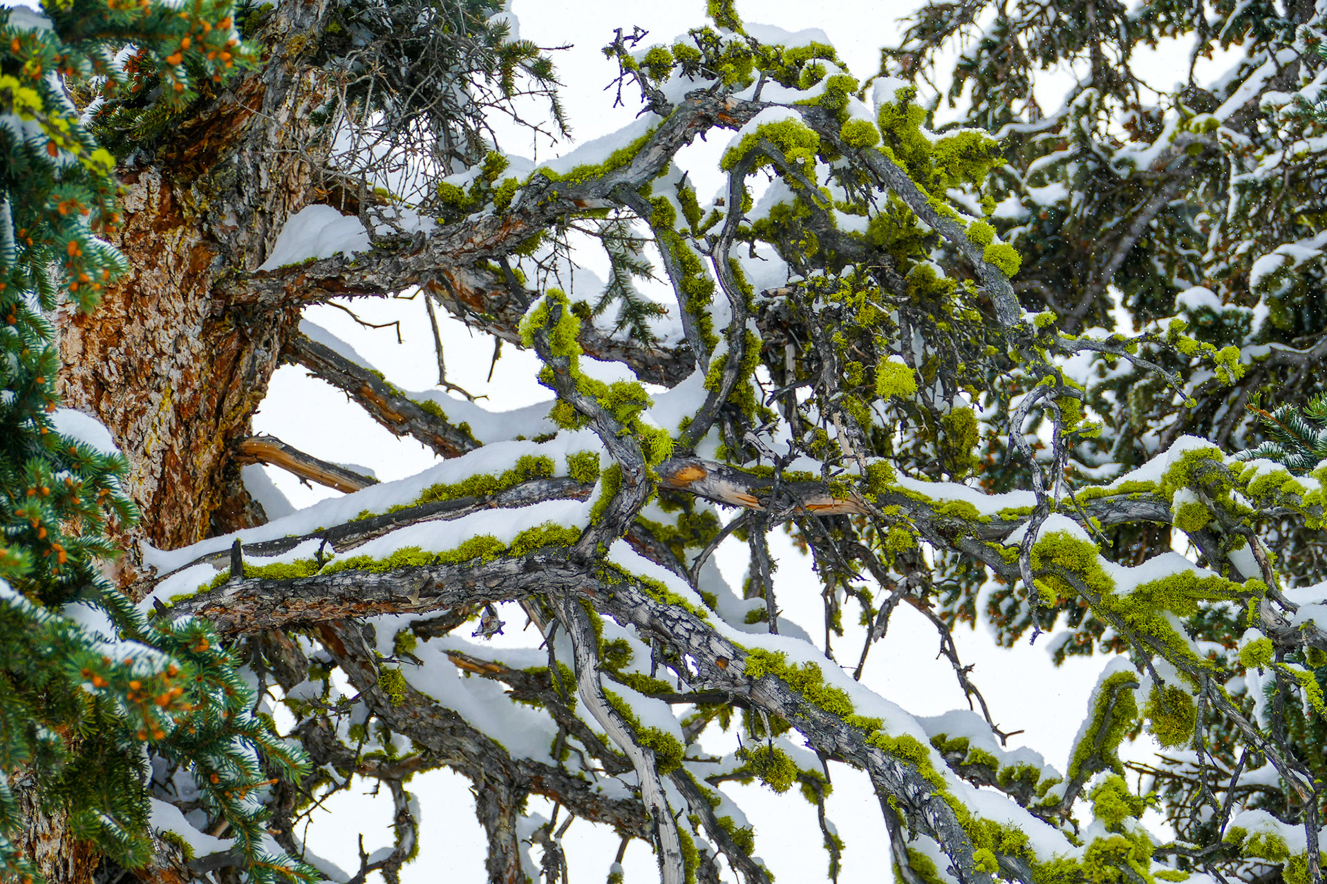 Lake Louise, Alberta