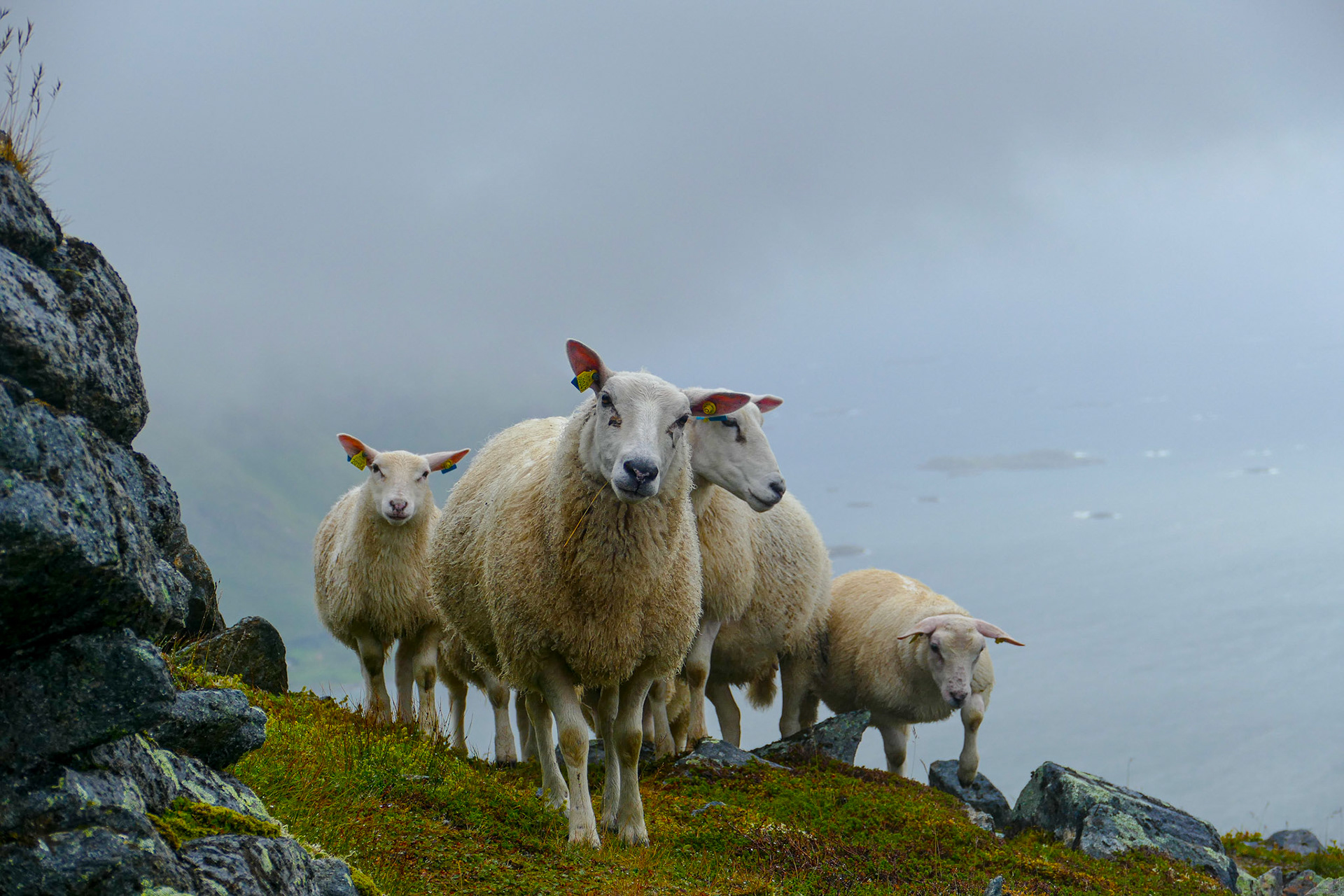 Lofoten Islands