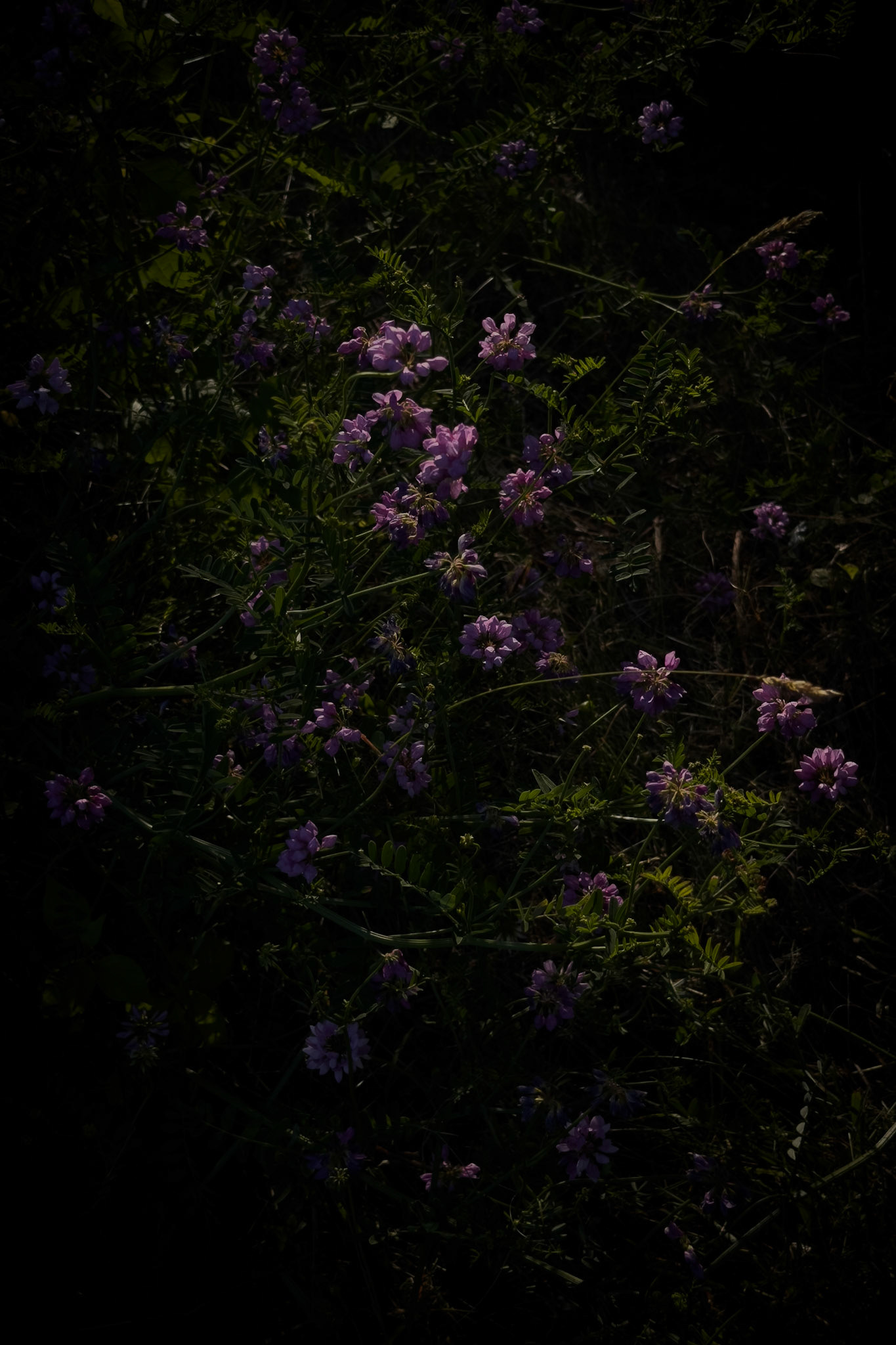 Purple Through the Dark