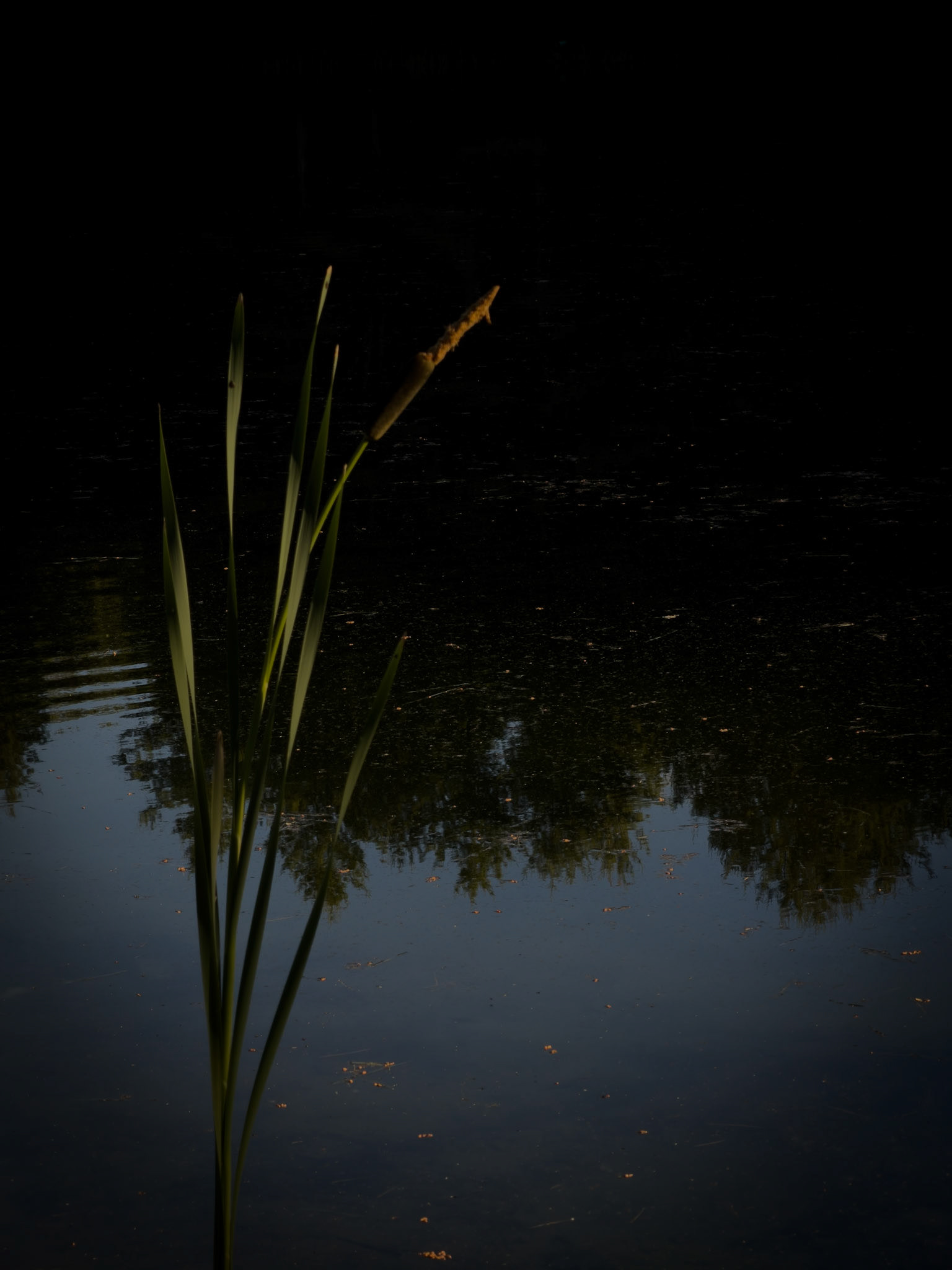 Solitary Witness