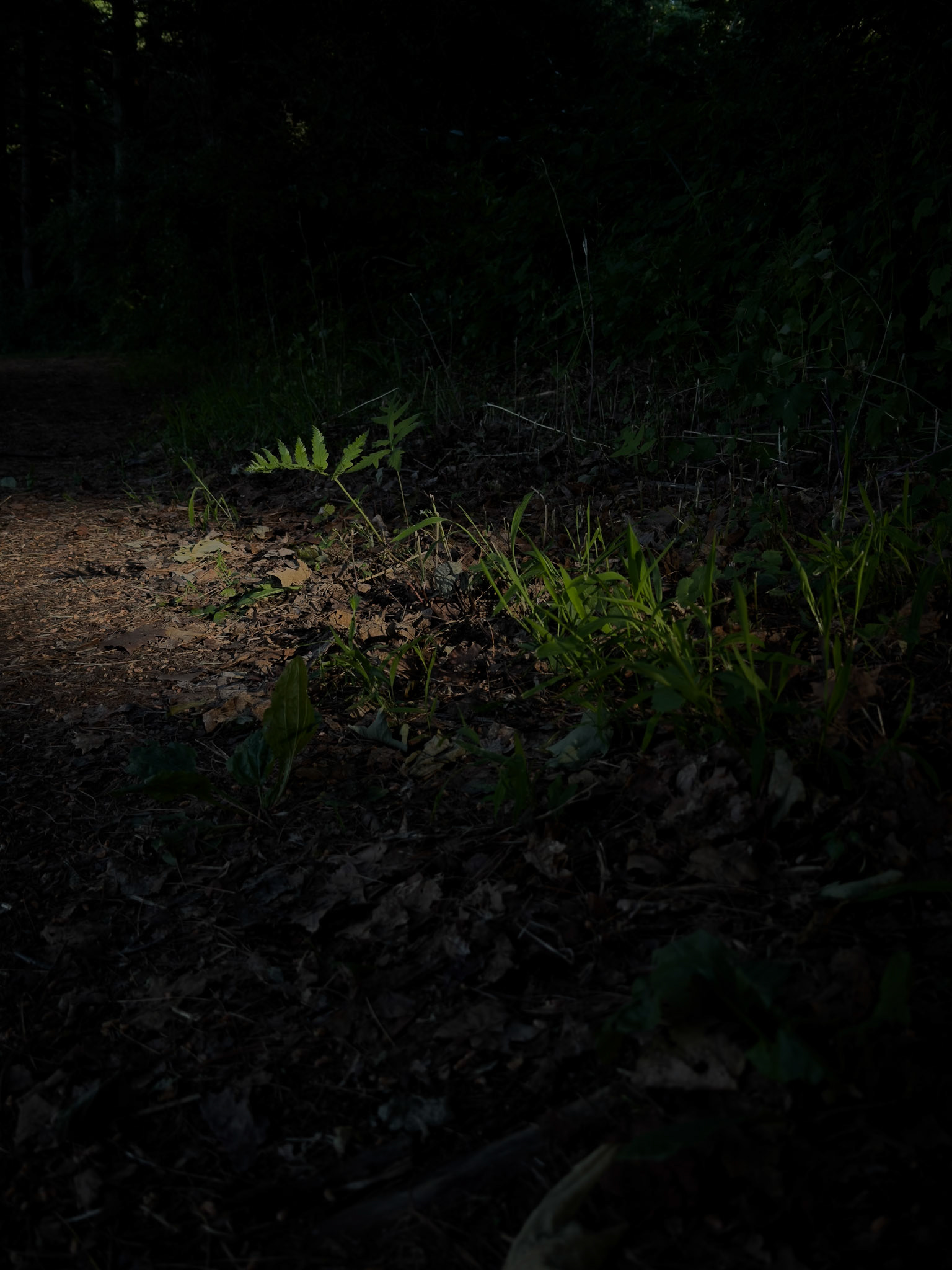 Beacon in the Undergrowth