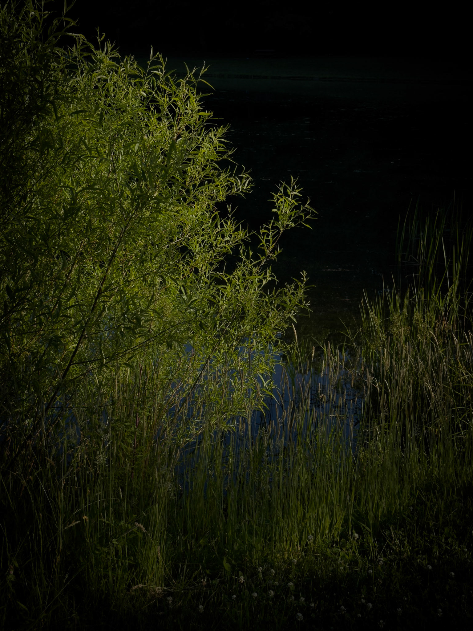 The Verdant Margin