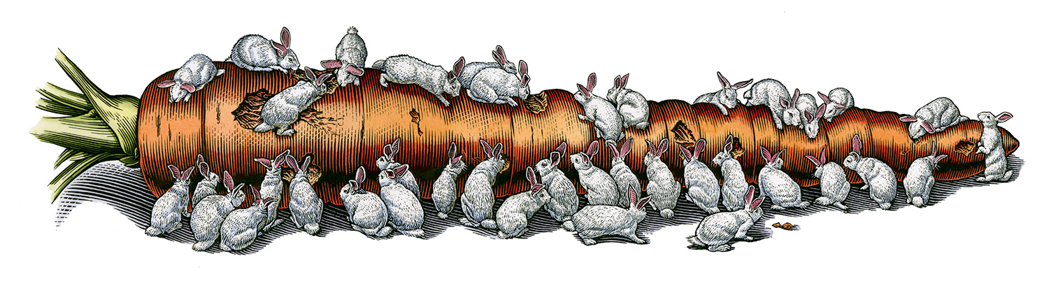 carrot, rabbits