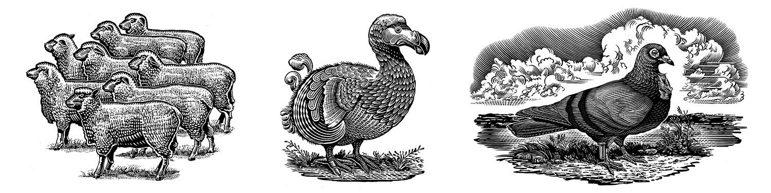 sheep, dodo, homing pidgeon, pidgeon