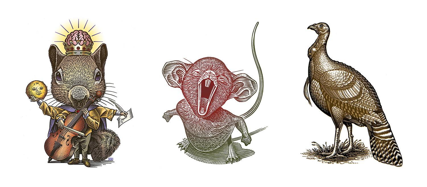 mouse, squirrel, wild turkey