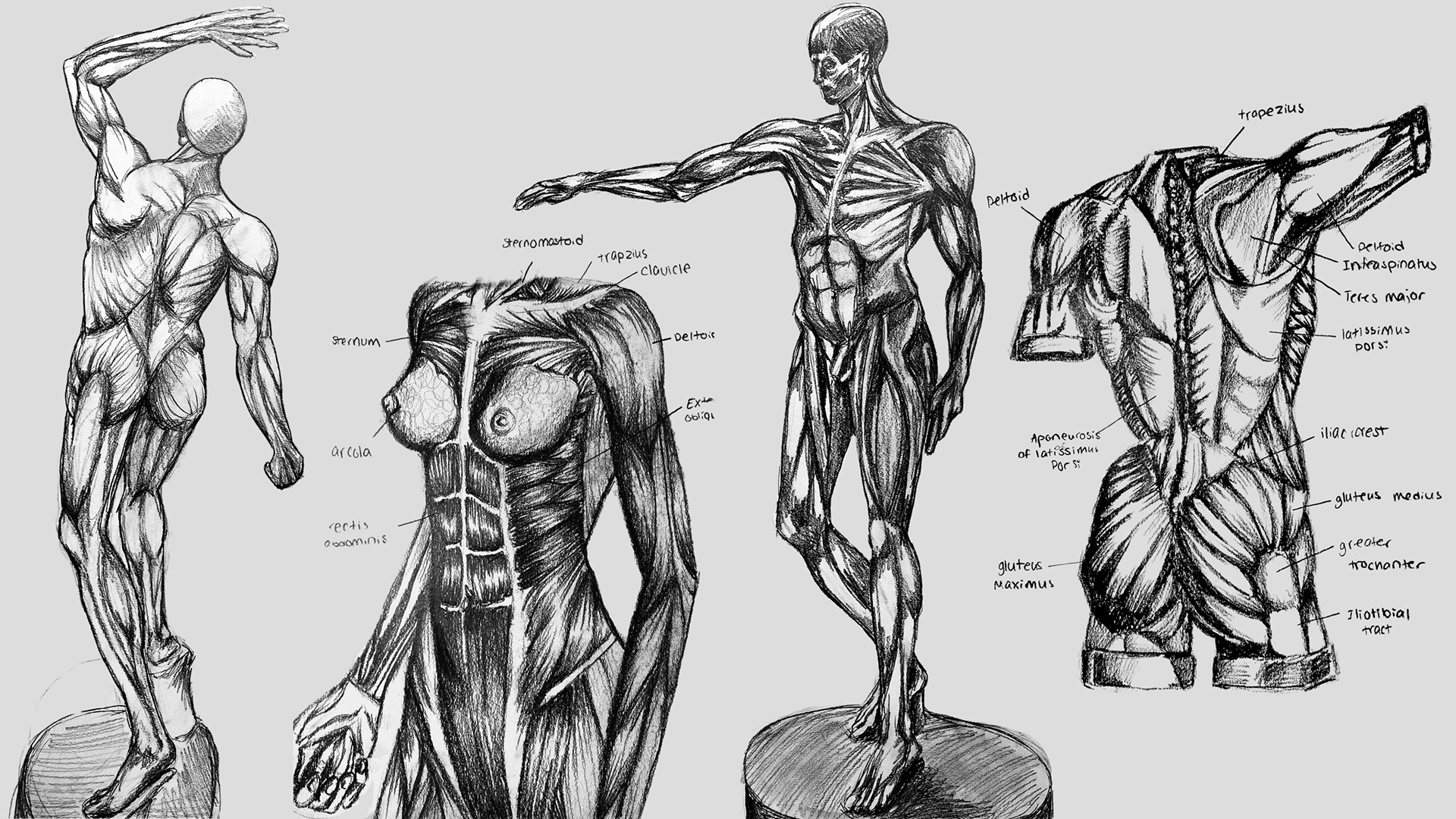 Anatomy Studies, 2022. Graphite on Paper. 9x24.