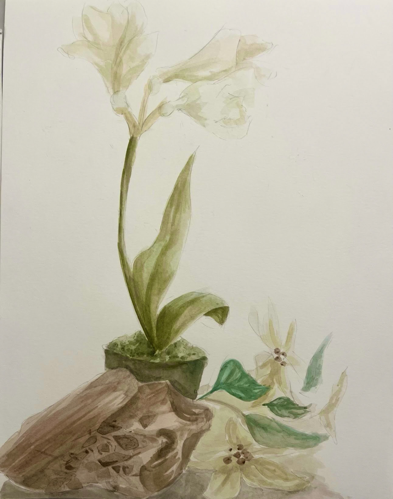 Floral Studies, 2025. Watercolor on Paper. 9x12.