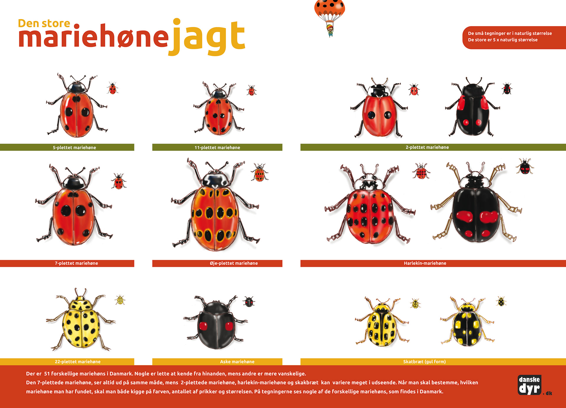 Brochure til danske-dyr.dk (Gyldendal)