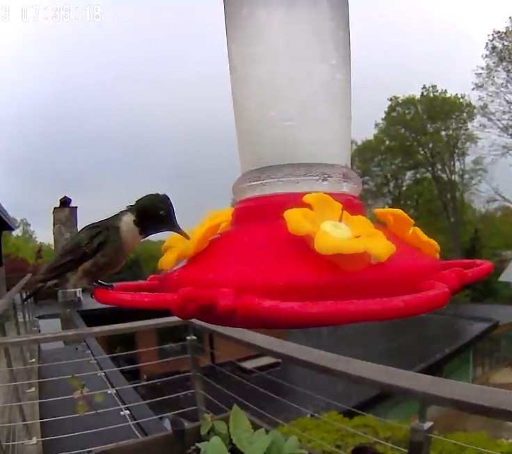 Hummingbird and Suet Feeders attract lots of feathered friends (and some furry ones) for me!