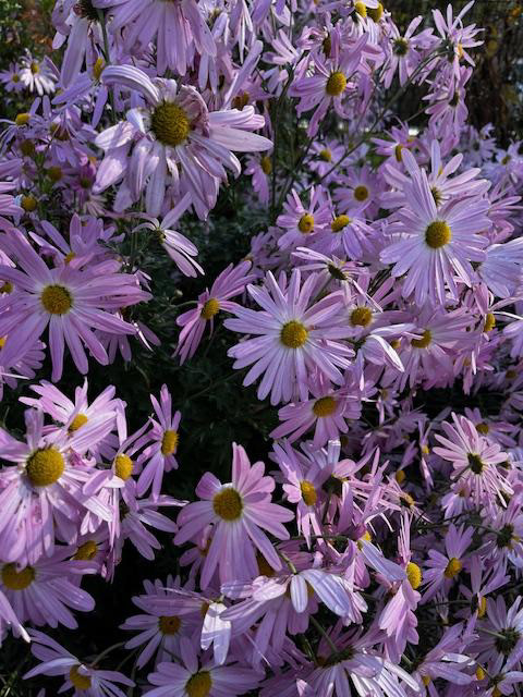 I love flower gardens and spend lots of time tending mine and visiting and appreciating others!