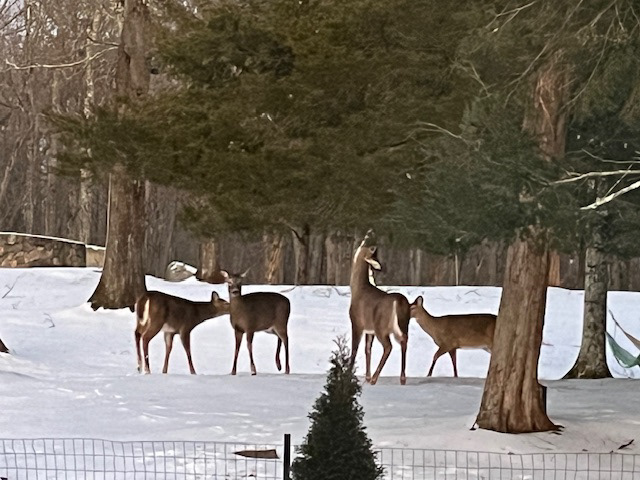 We have so many white tail deer on our property. That's why I draw them so much!