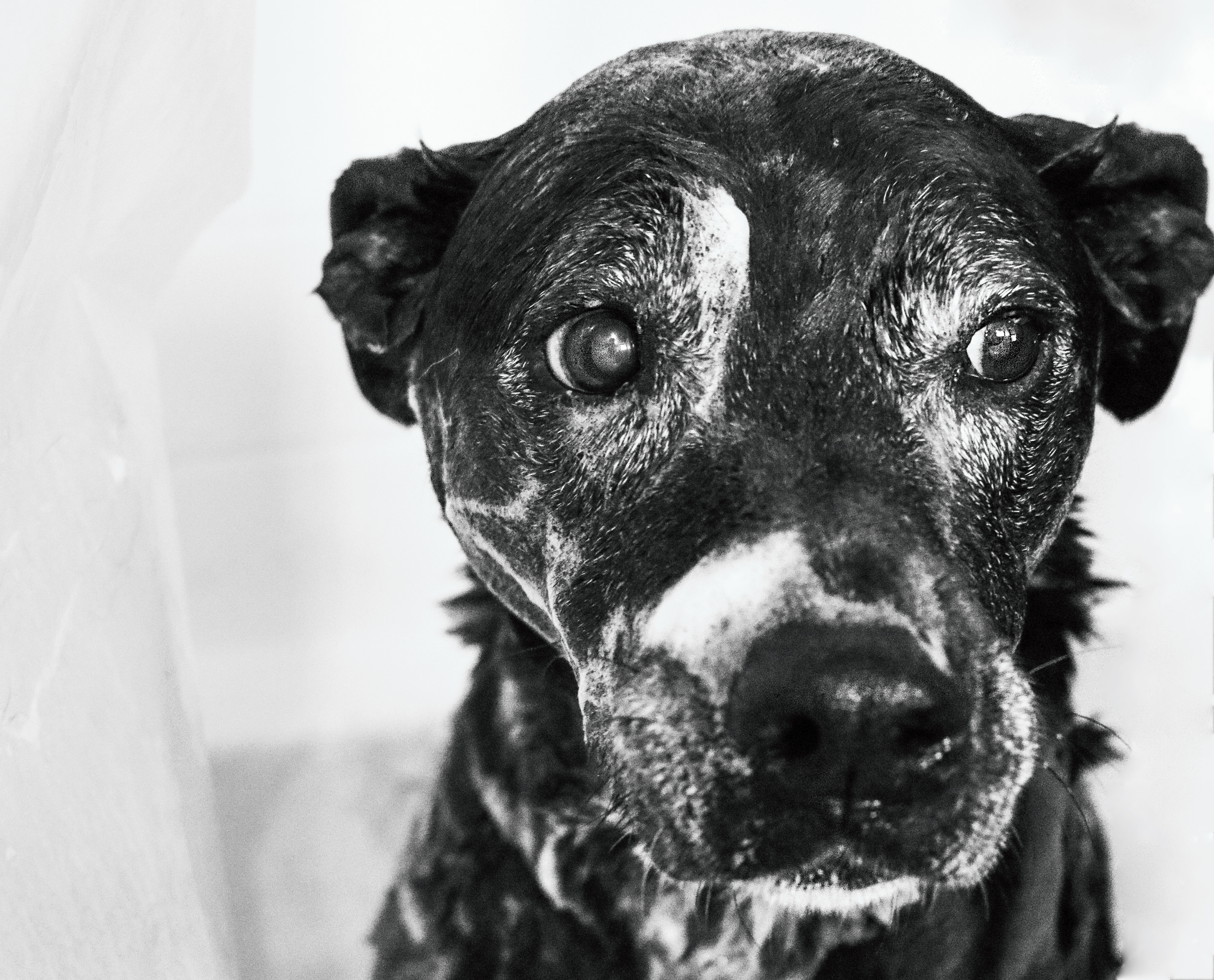Molly