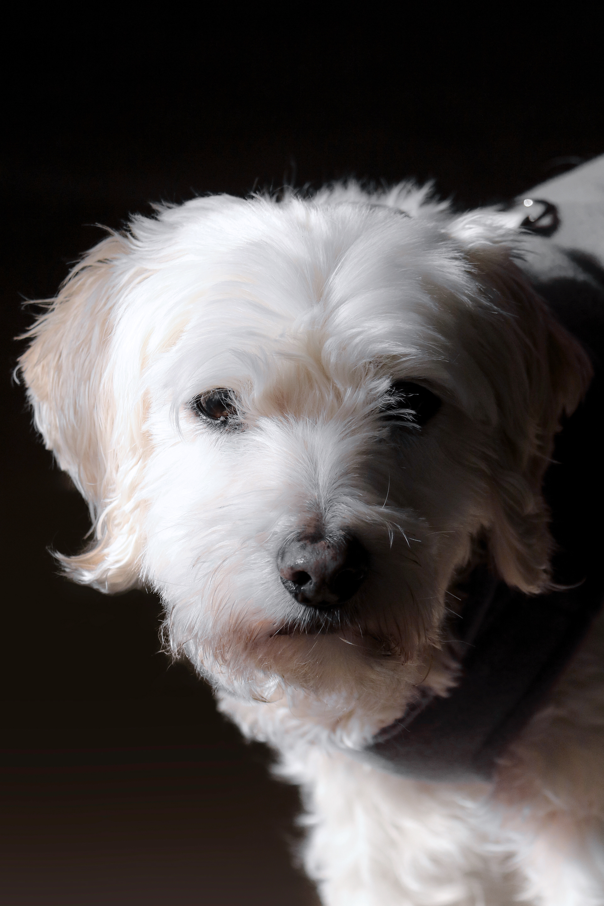 Dagny