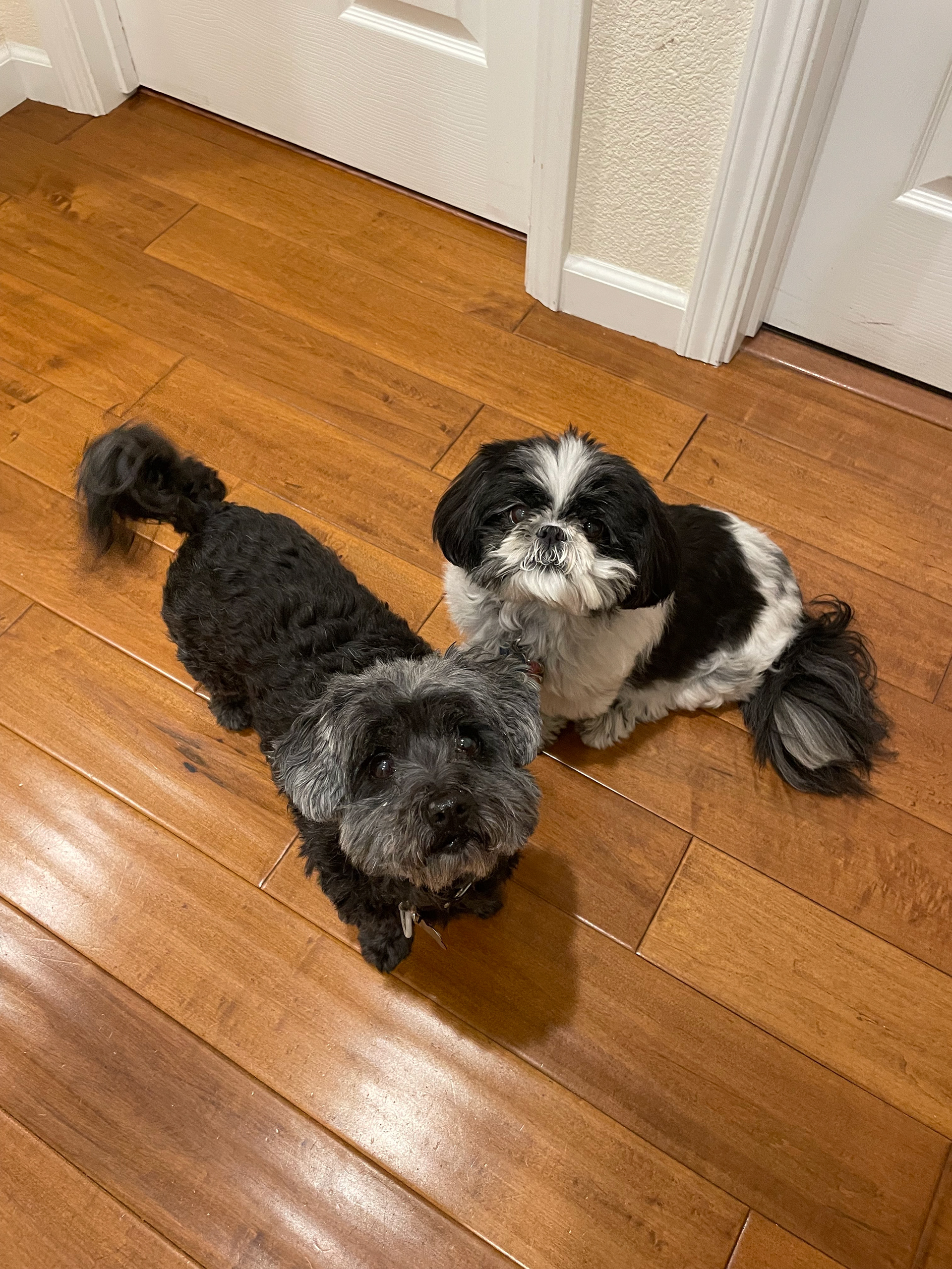 Willow and Mimi