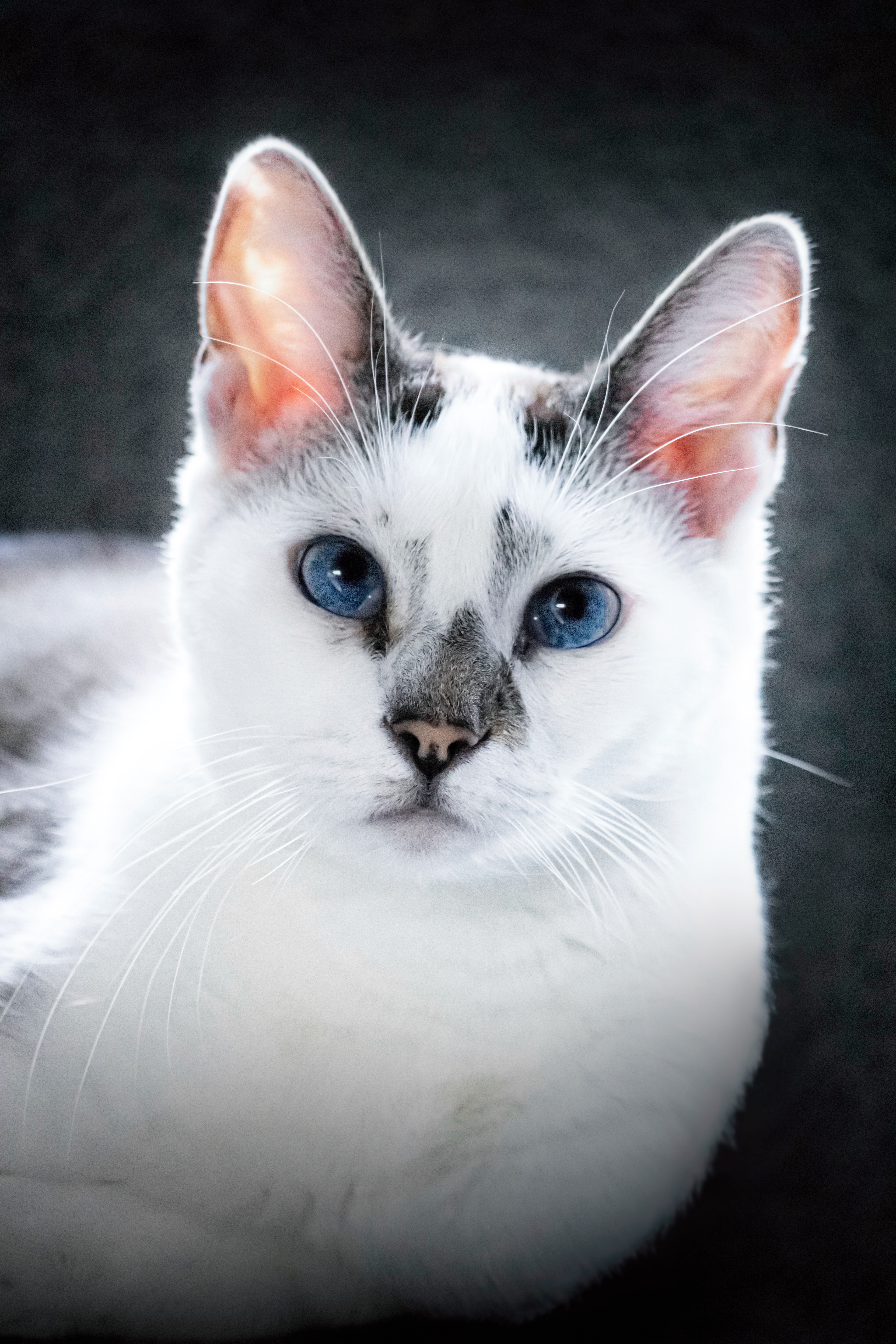 Arwen