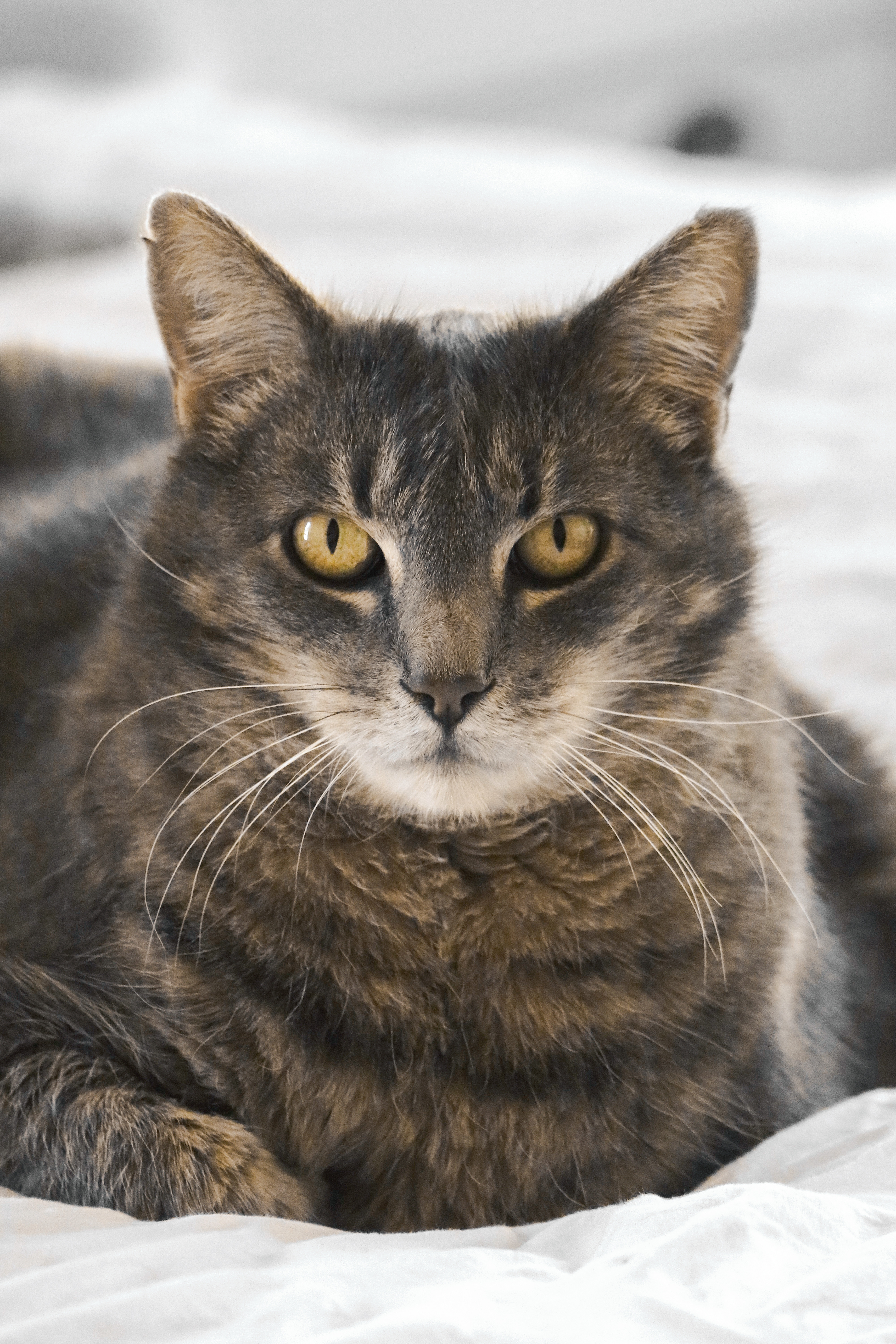 Merlin