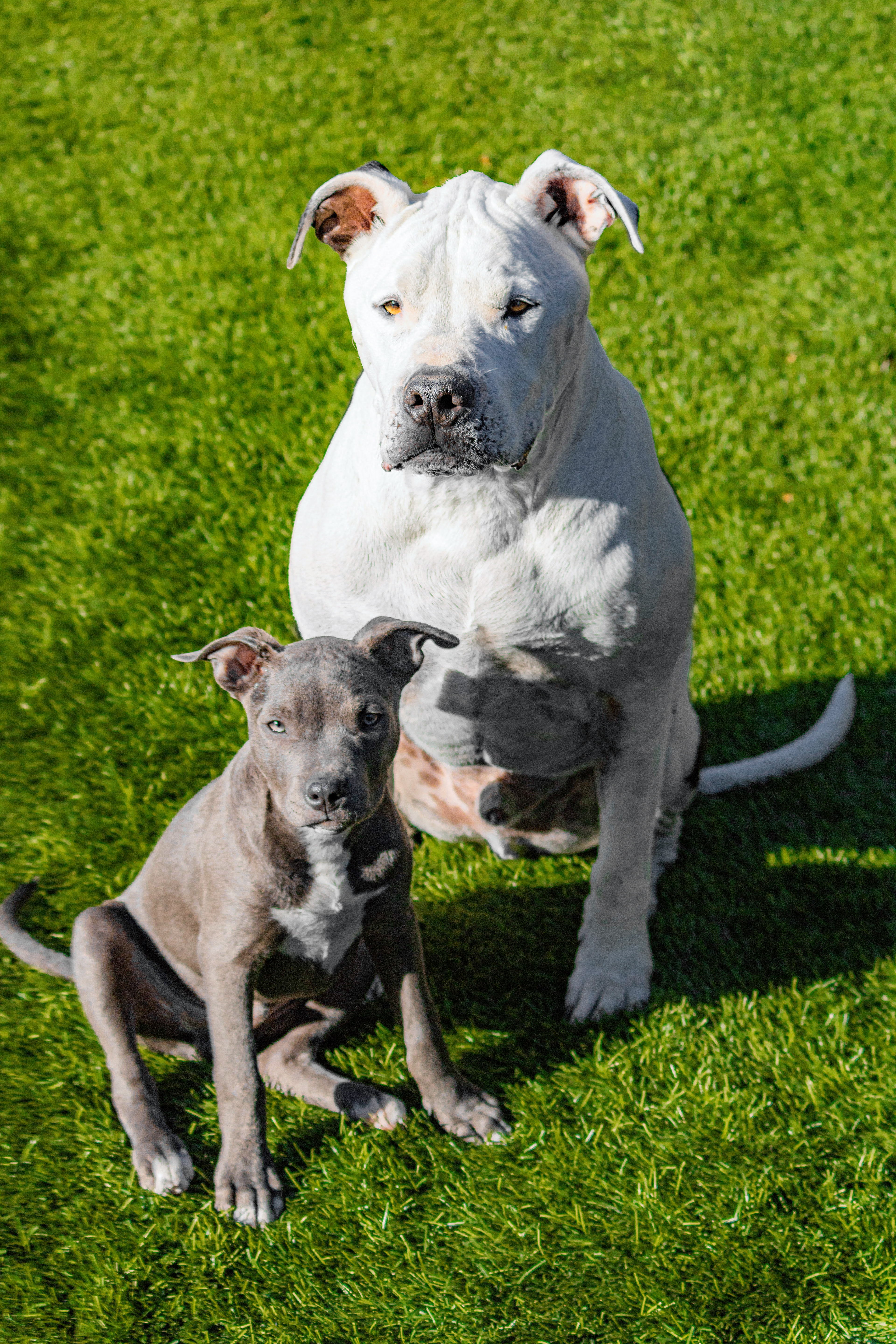 Brutus and Duke