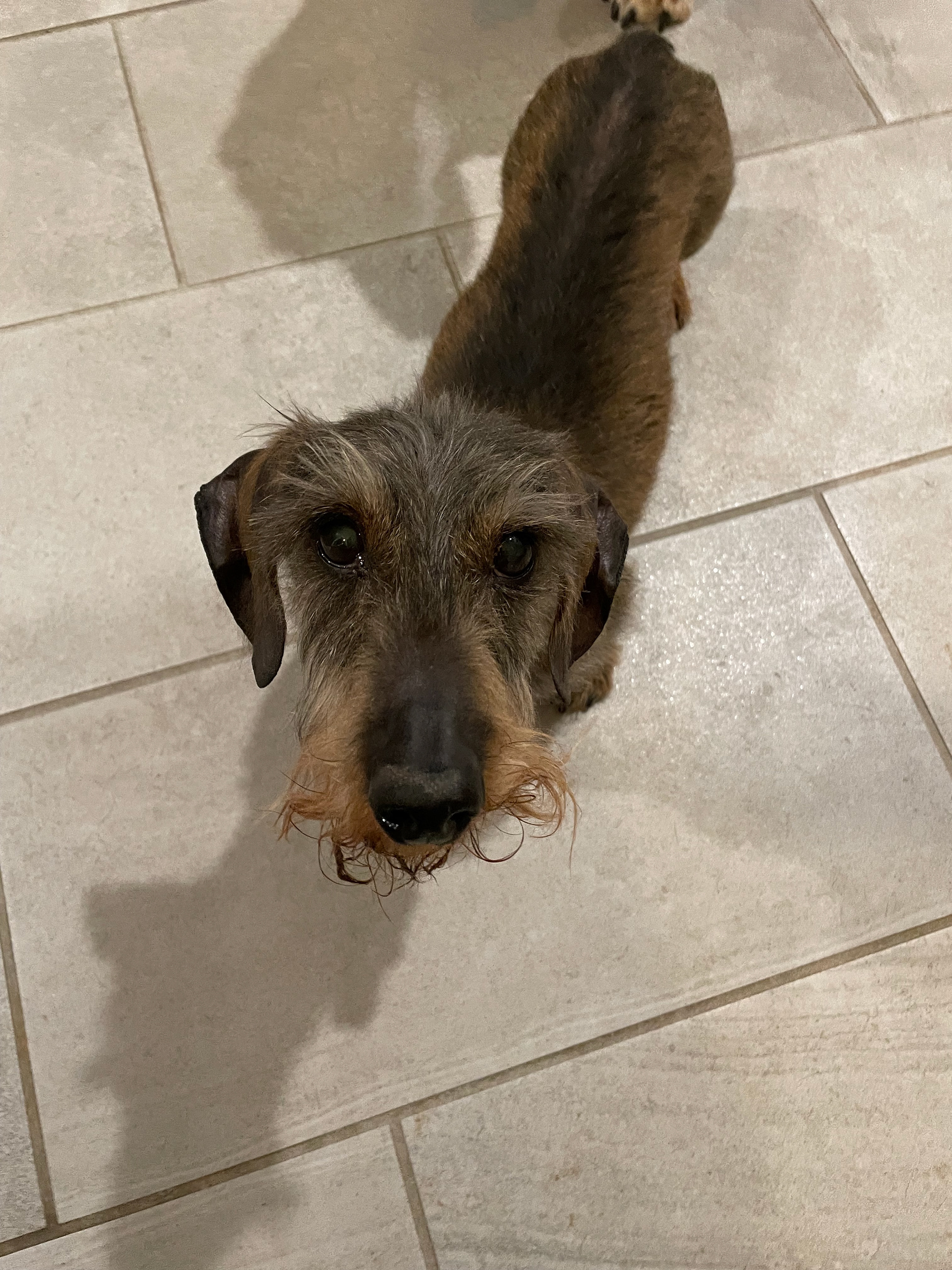 Pippin
