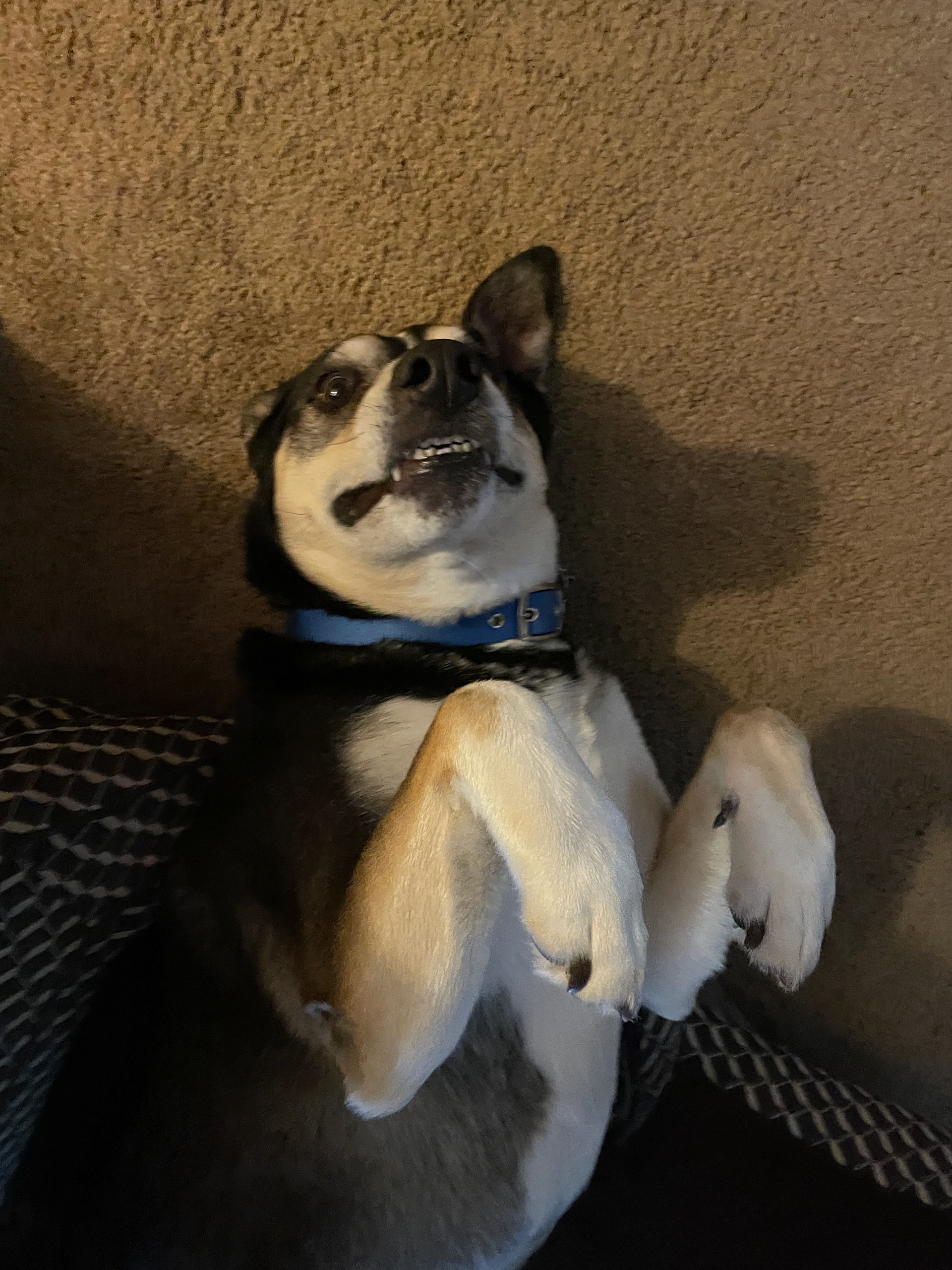 Zeus