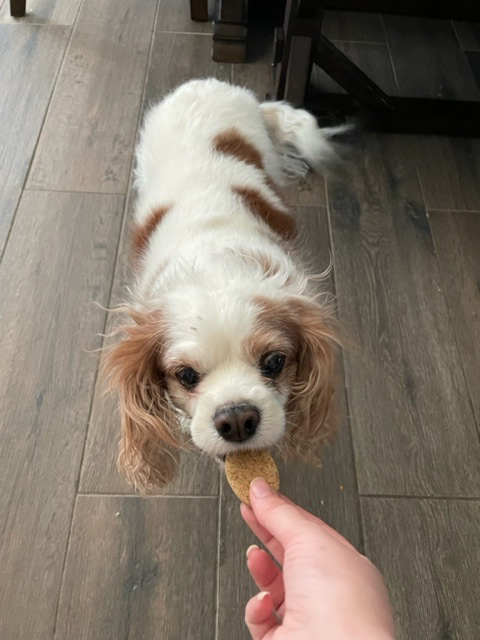 Stella